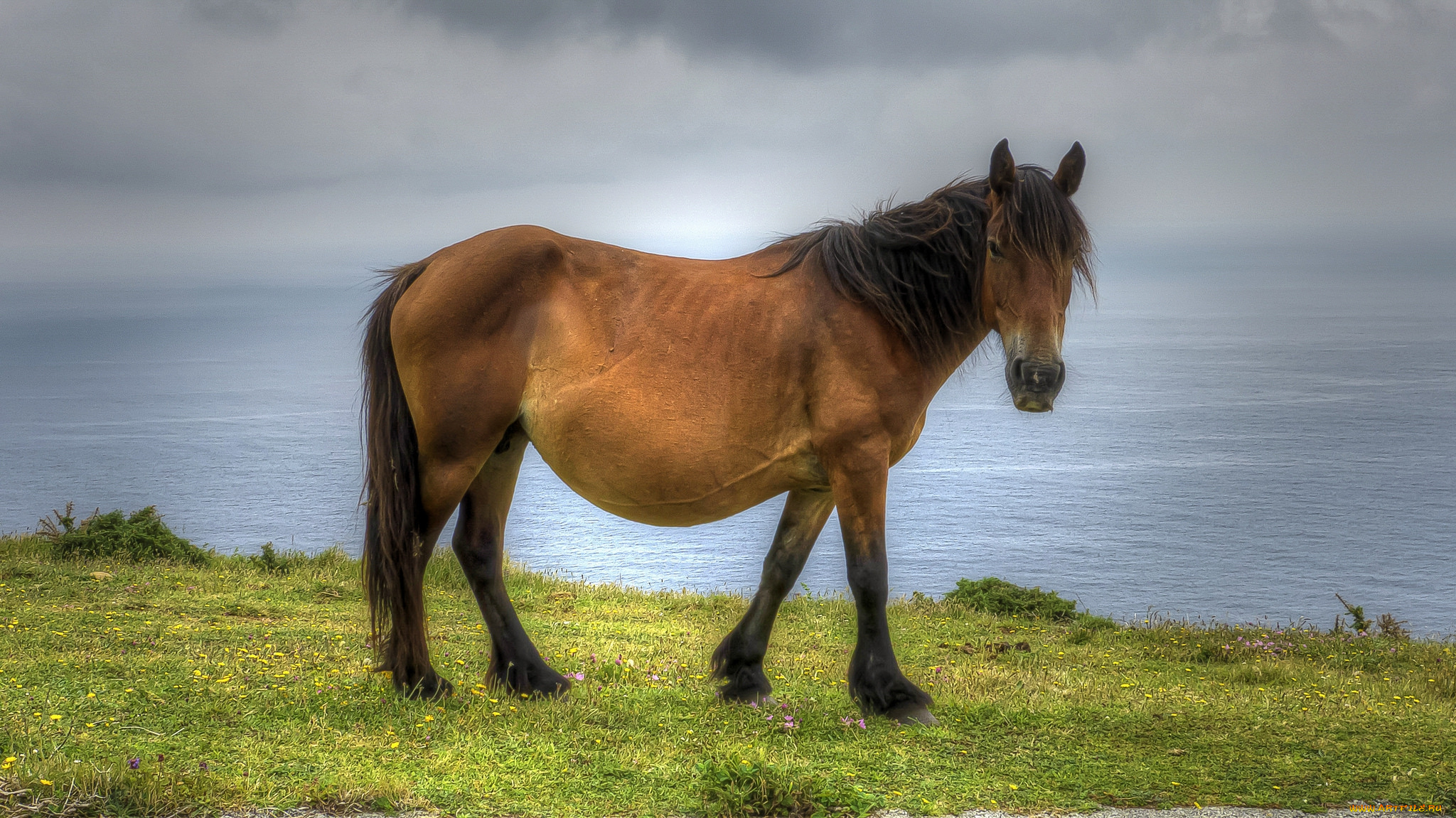животные, лошади, лошадка