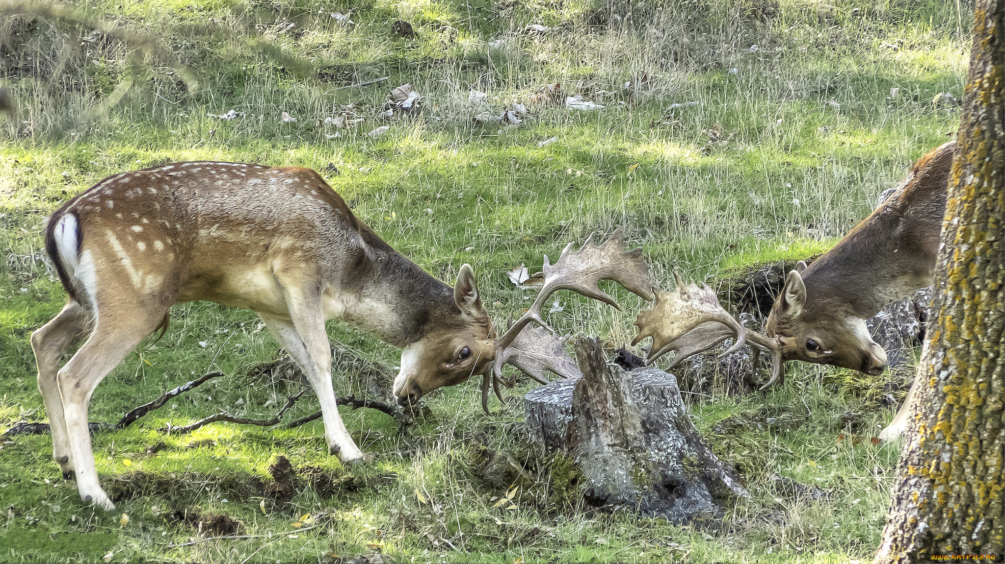 животные, олени, поединок