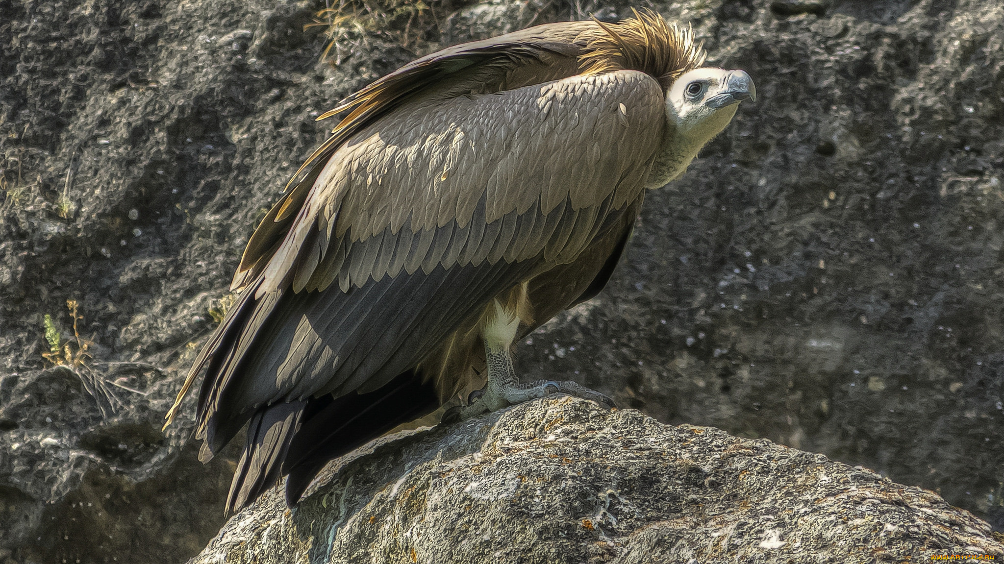 животные, птицы, -, хищники, гриф