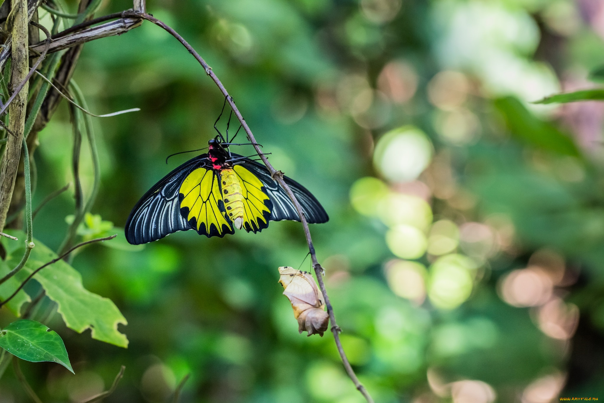 животные, бабочки, , мотыльки, , моли, макро, веточка