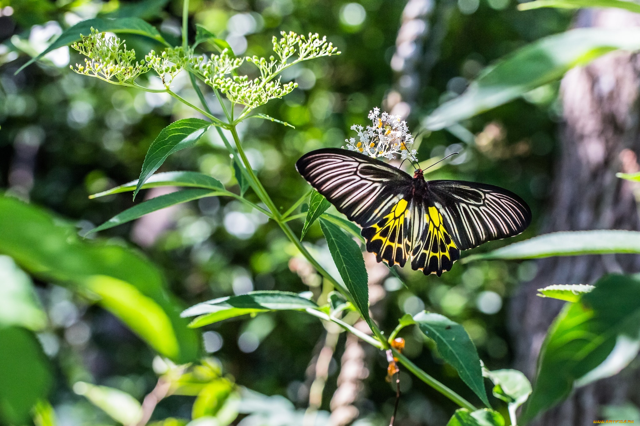 животные, бабочки, , мотыльки, , моли, стебель, зелёный, макро, лето, растение