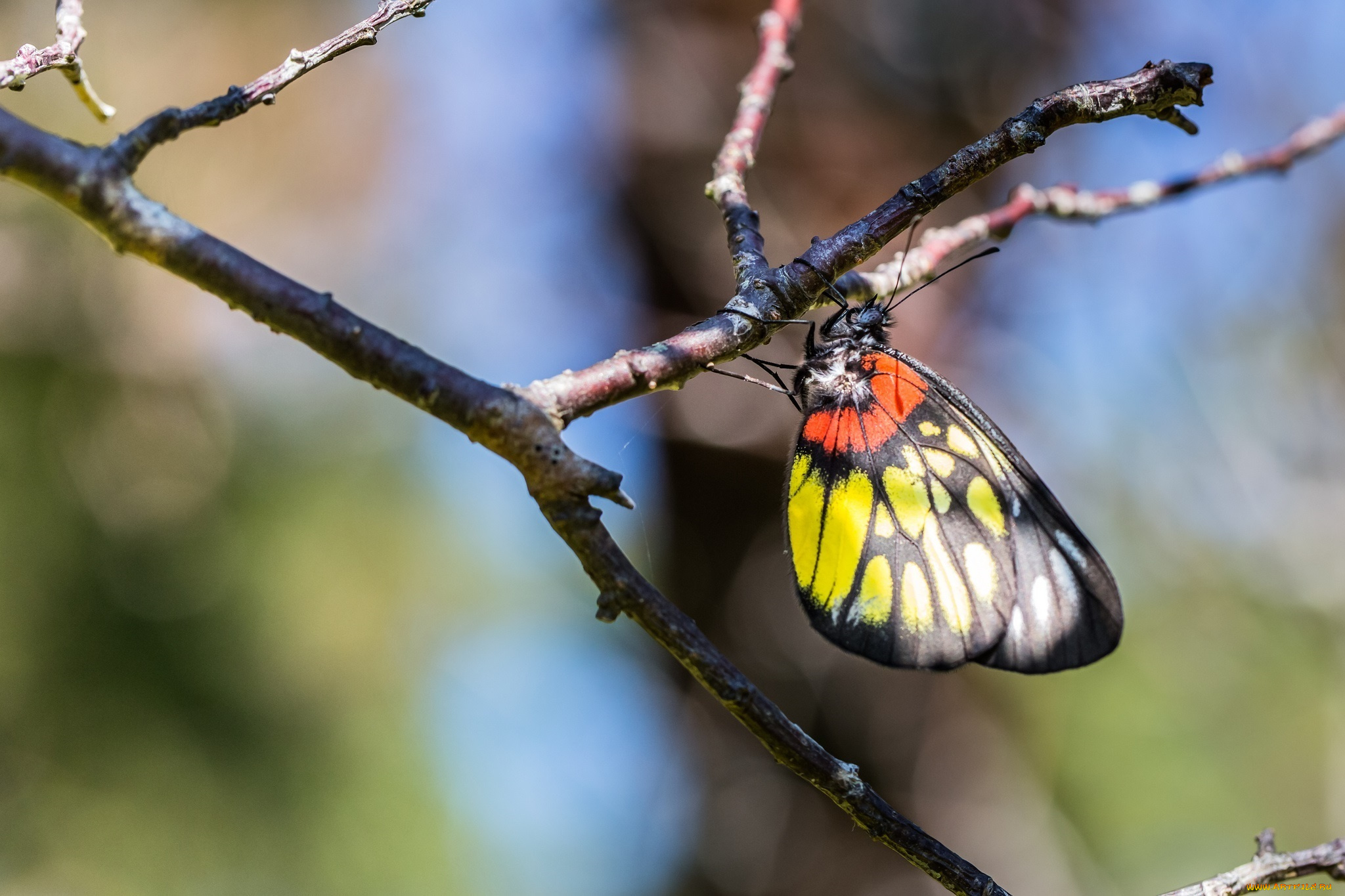 животные, бабочки, , мотыльки, , моли, веточка, макро, цвета
