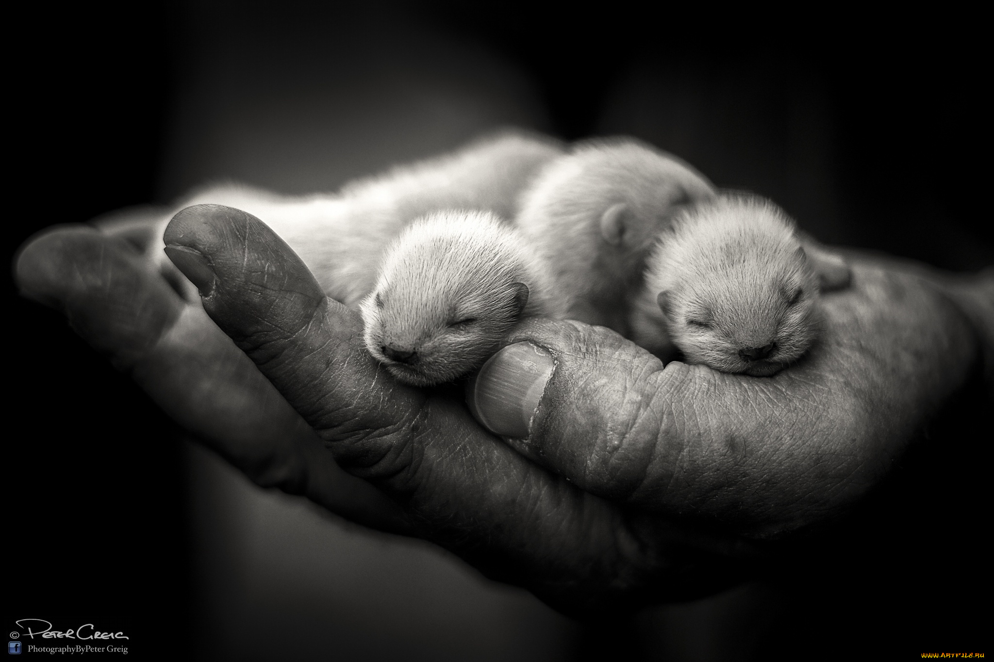 животные, хорьки, , куницы, , горностаи, , ласки, , соболи, зверьки, рука, малыши, черно-белое, фото