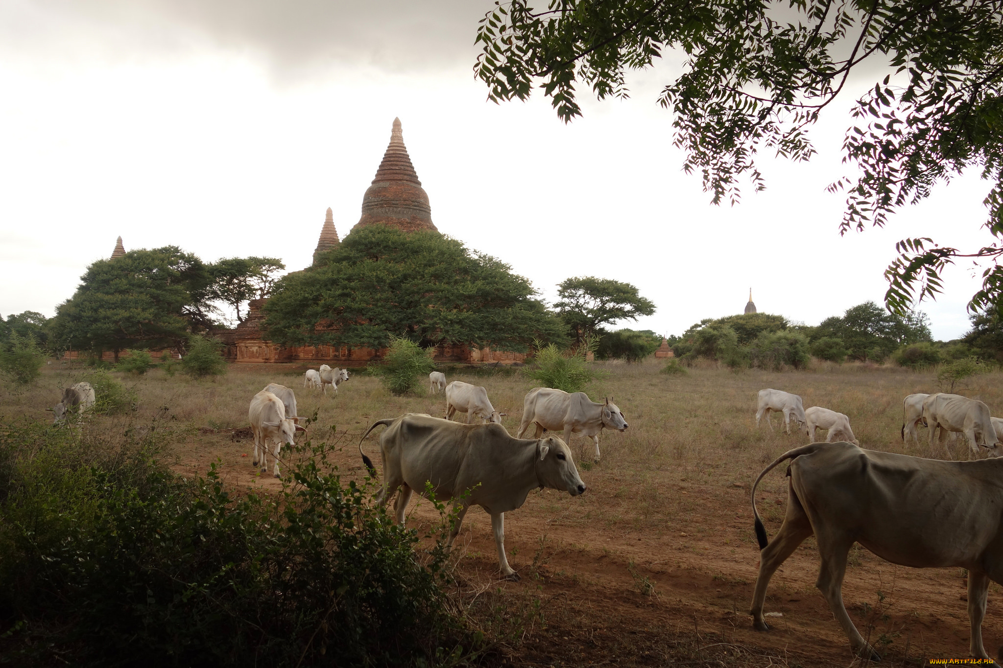 животные, коровы, , буйволы, строения, пейзаж, архитектура