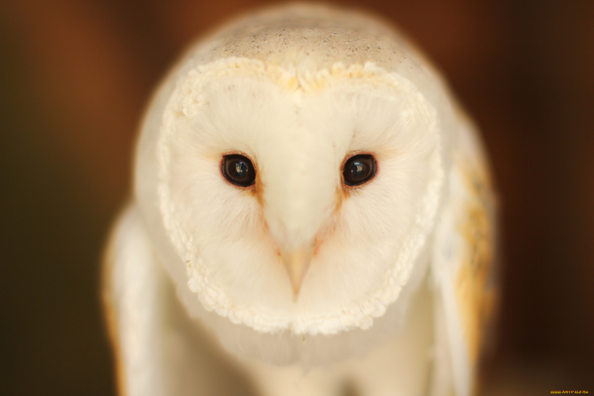 животные, совы, птица, barn, owl, взгляд, сова
