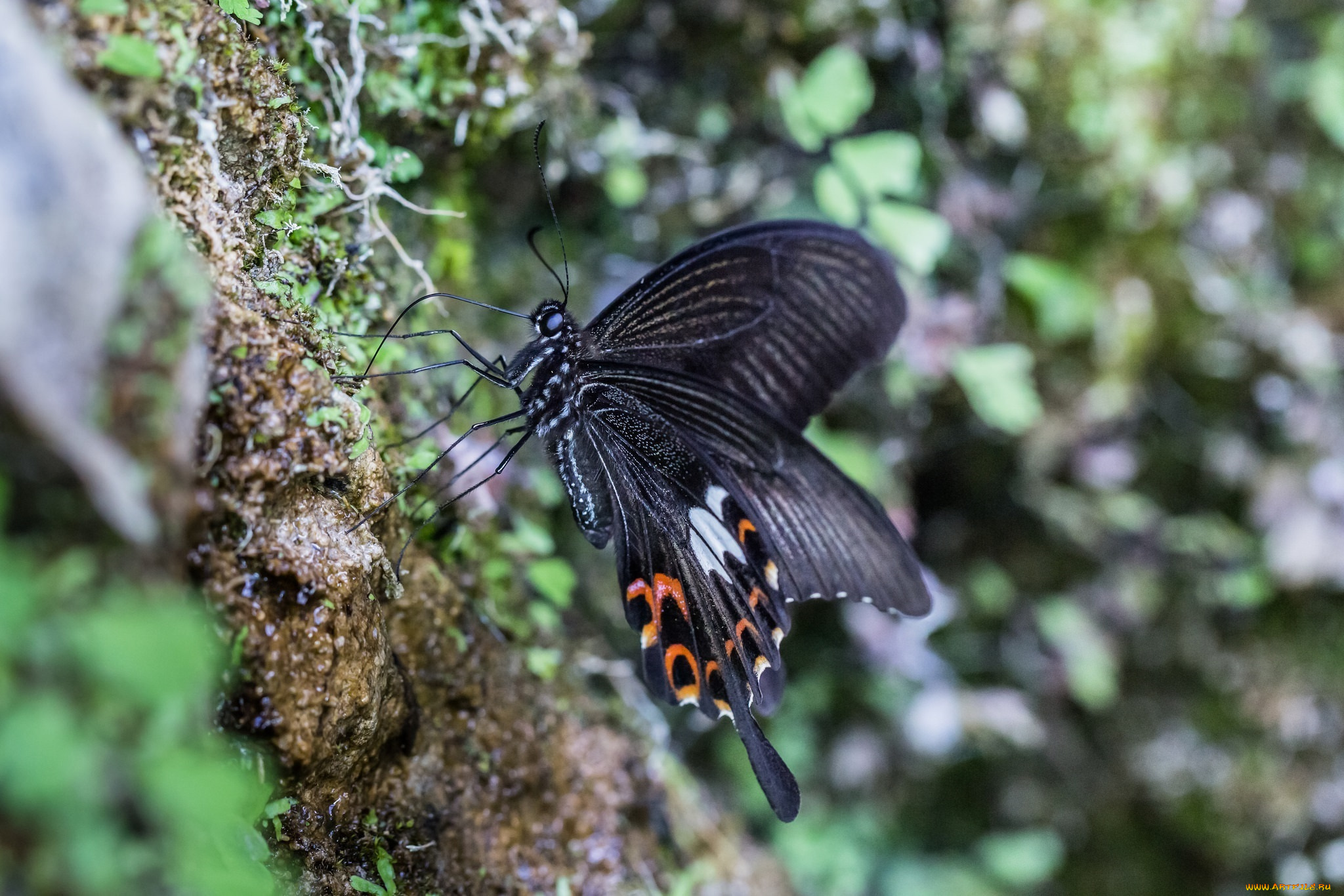 животные, бабочки, , мотыльки, , моли, чёрный, макро