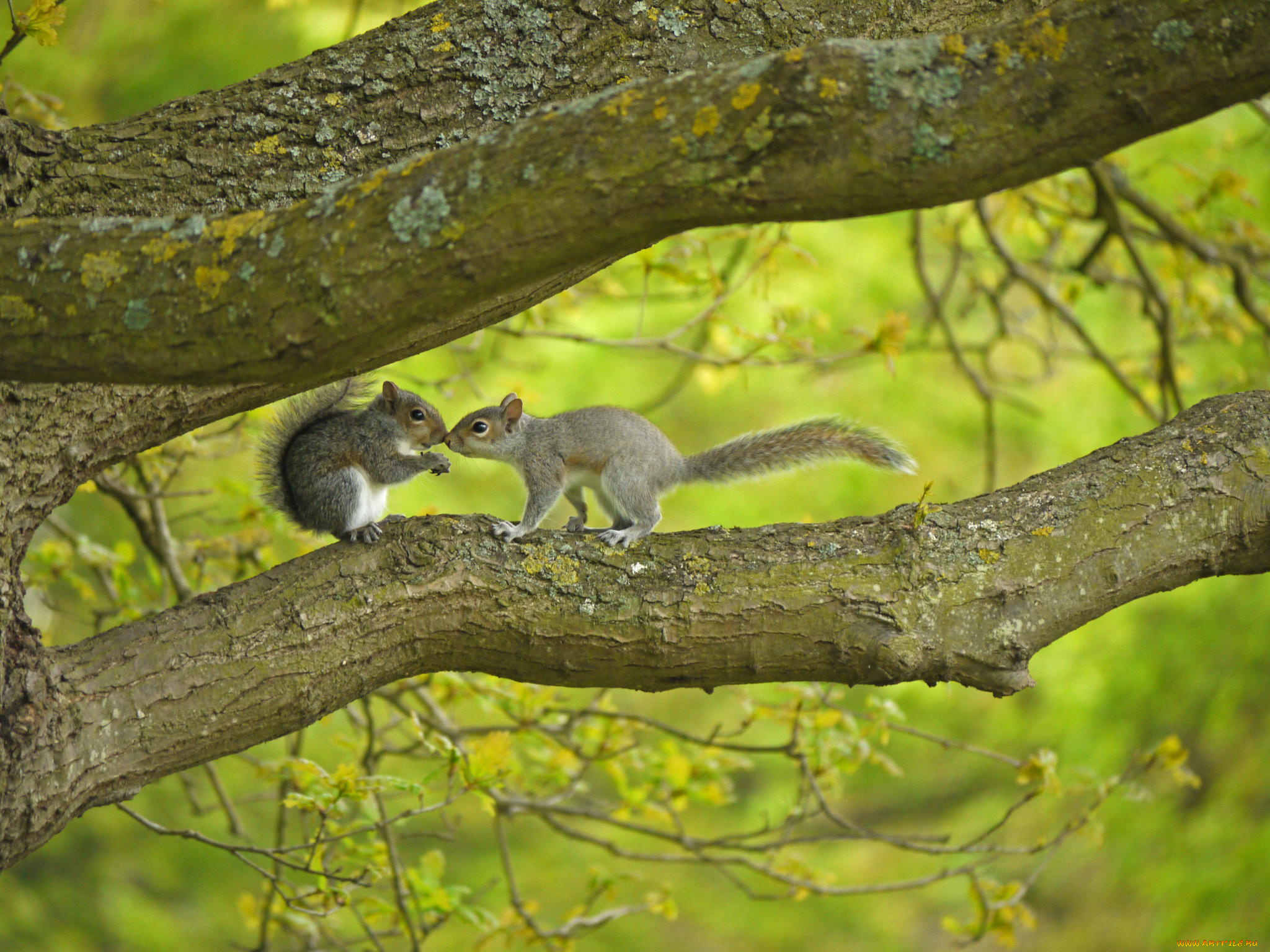 животные, белки, хвост, лес, рыжие, природа, ветки, дерево