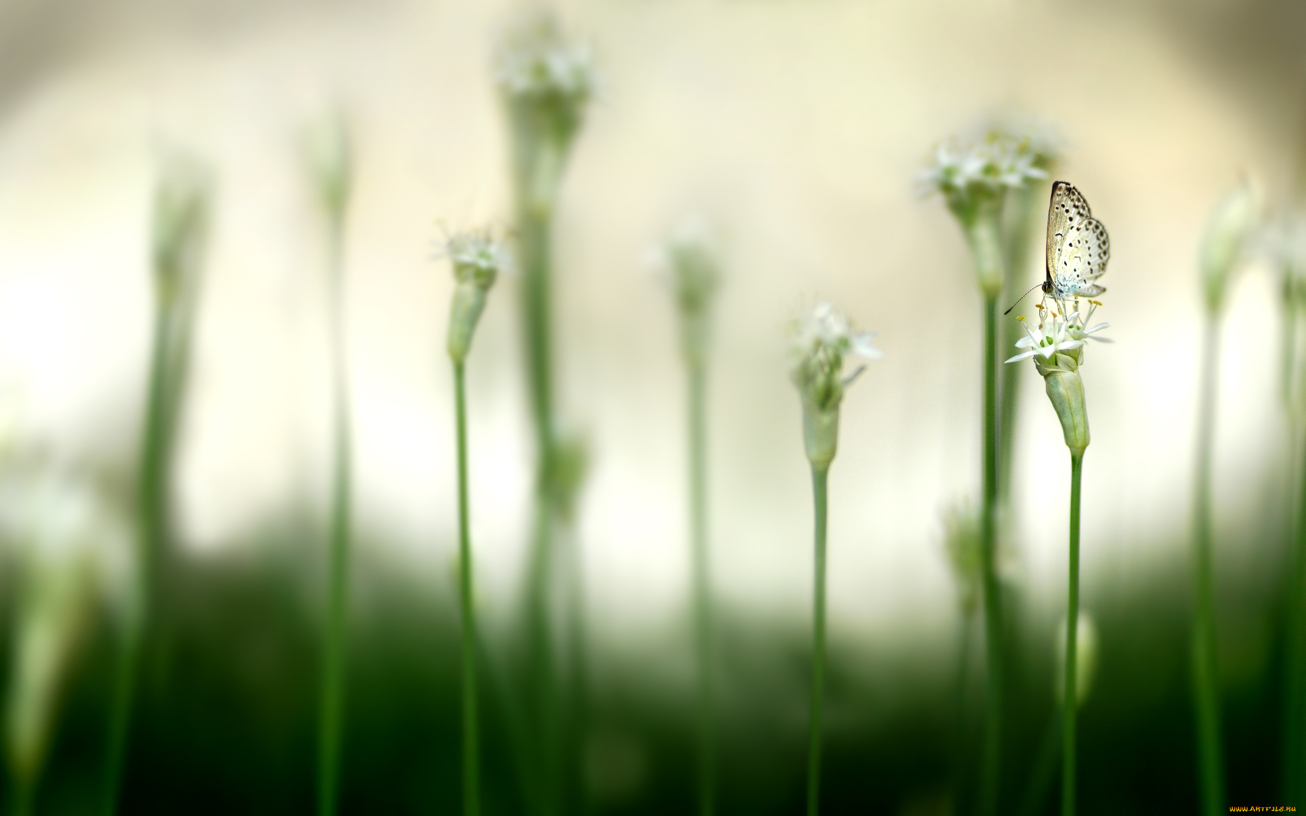 животные, бабочки, , мотыльки, , моли, растения, луг, бабочка, цветы, туман