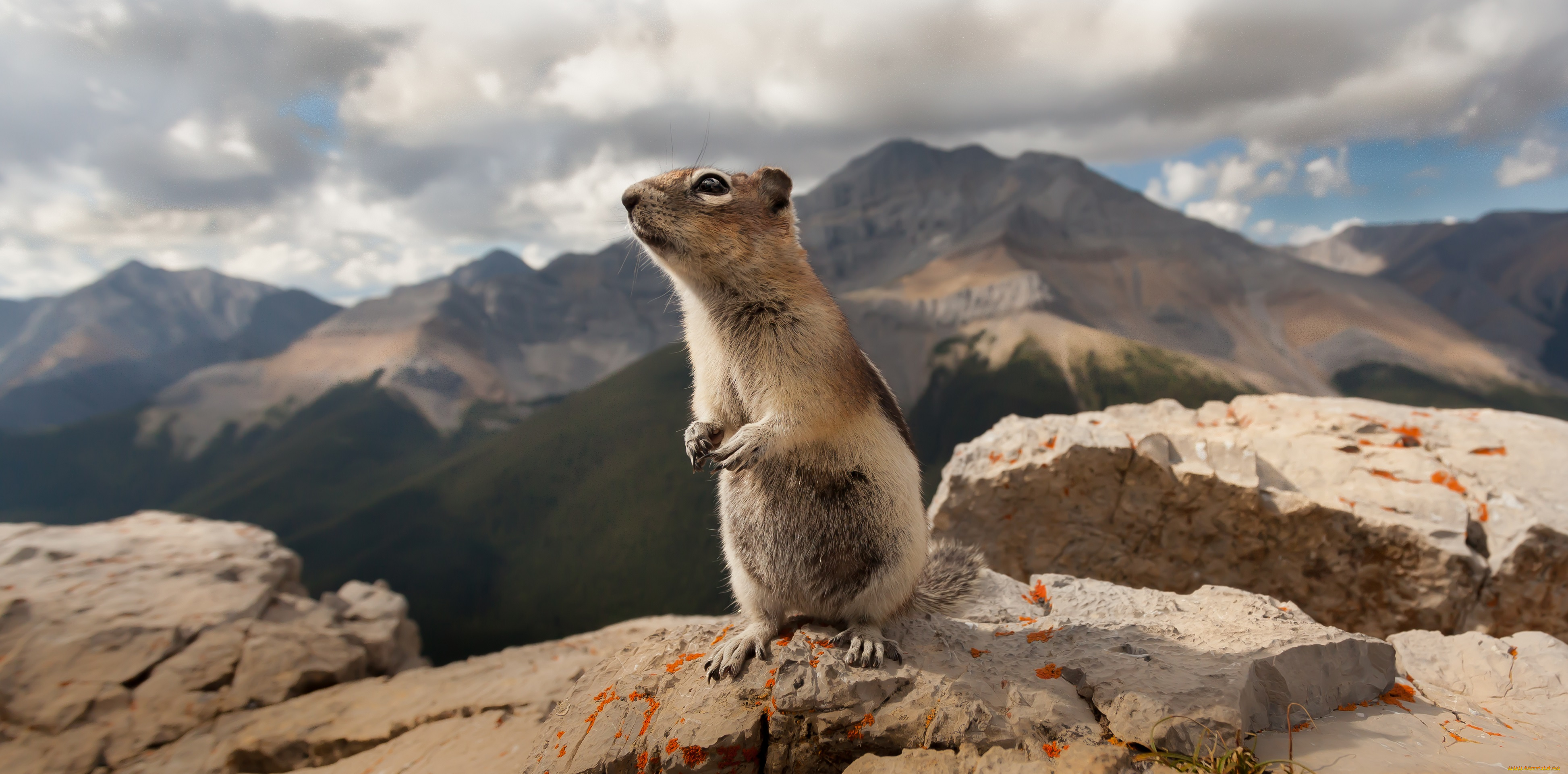 животные, бурундуки, зверёк, природа, бурундук