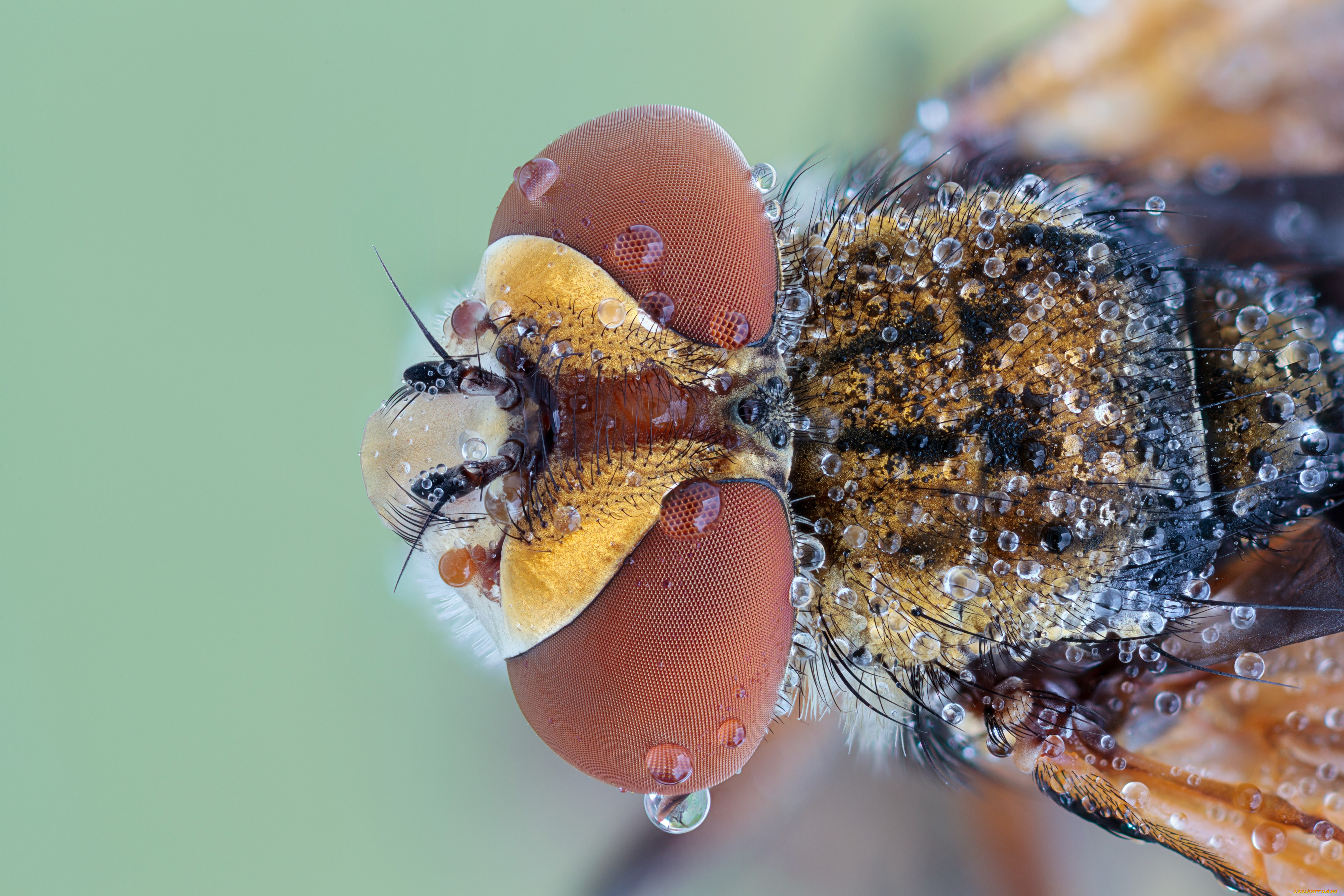 животные, насекомые, травинка, капли, роса, зелёный, фон, макро, насекомое, утро