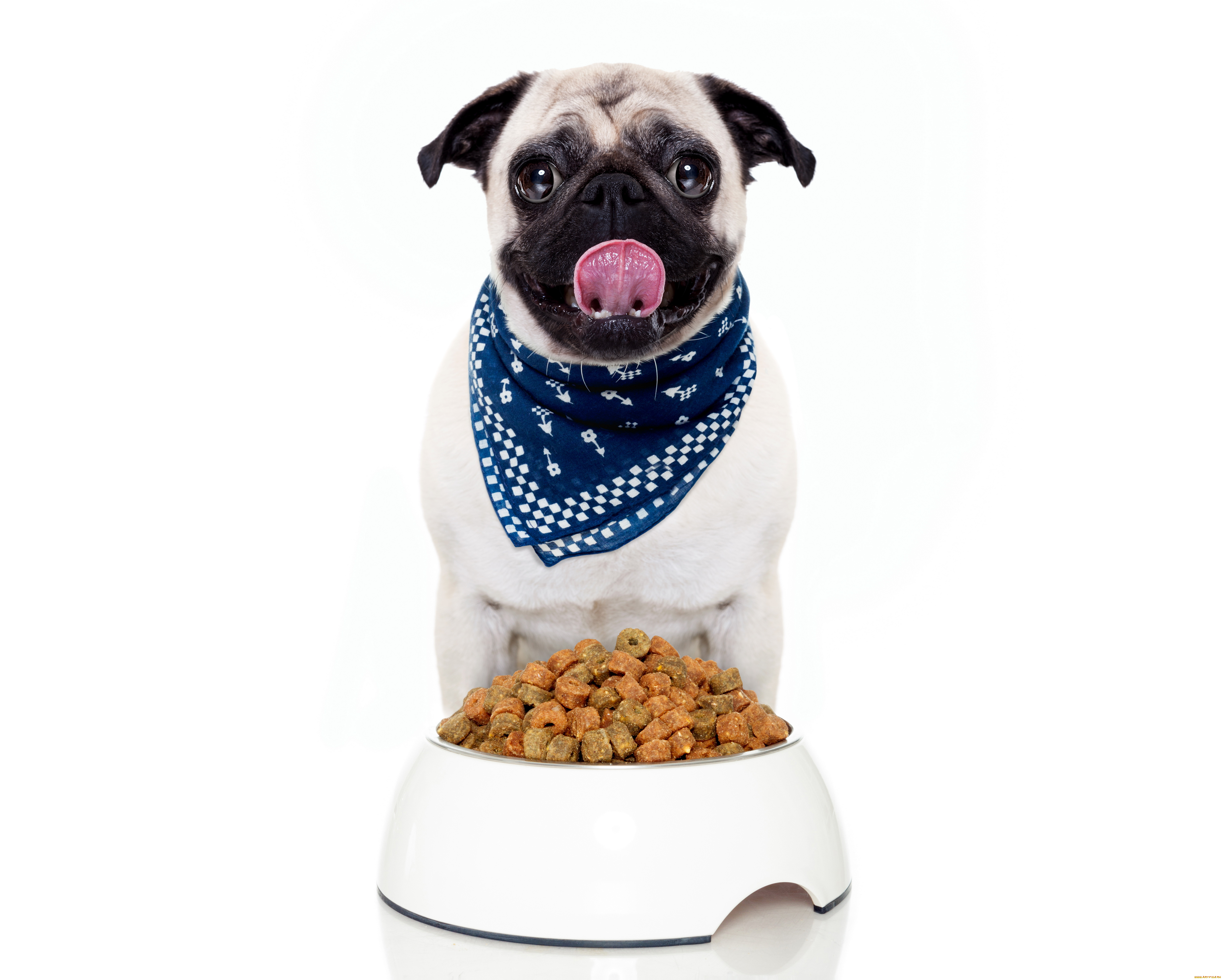 животные, собаки, мопс, корм, платок, собака