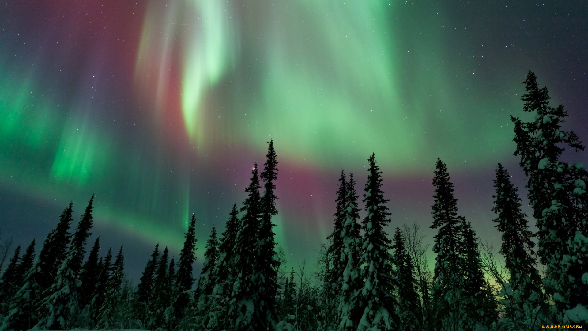 природа, северное, сияние, лес, зима, ночь, небо, северное, сияние