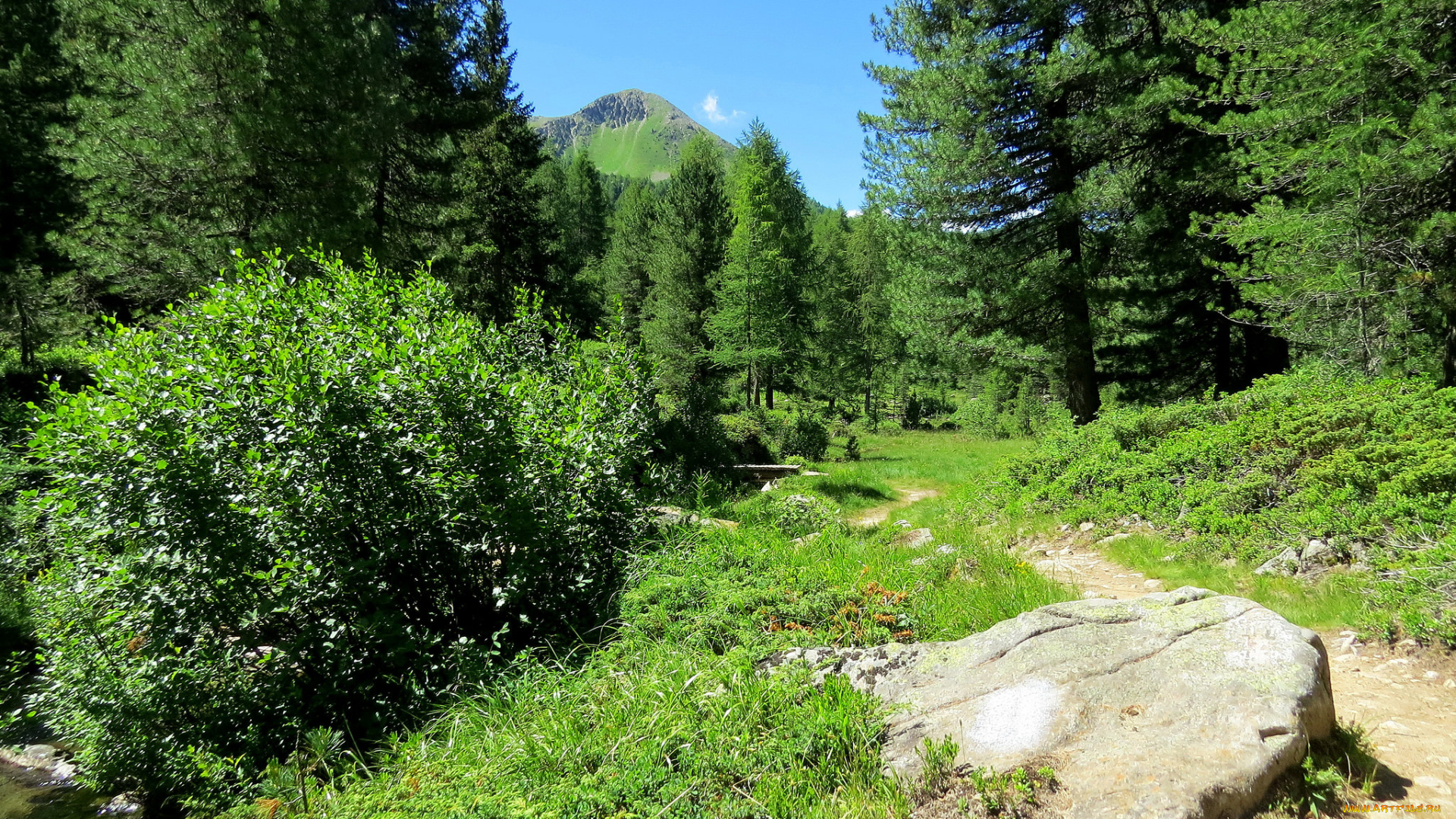 природа, горы, лес