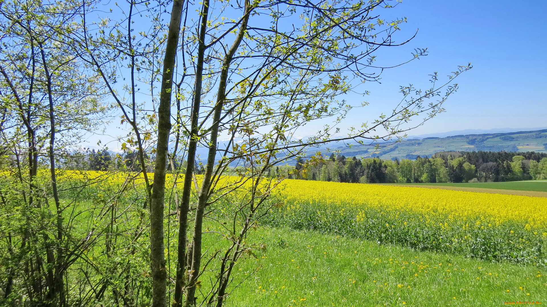 природа, поля