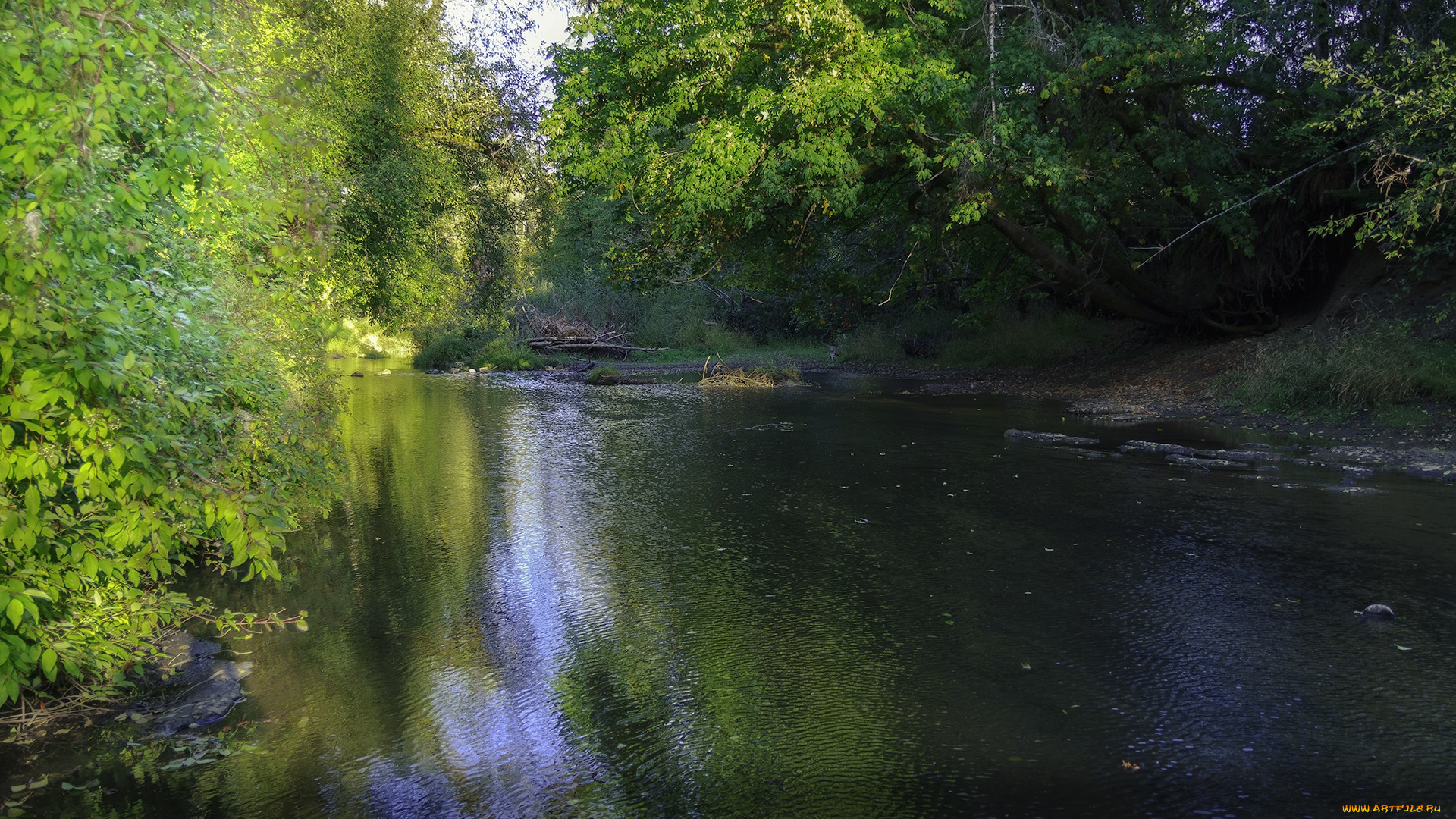 природа, реки, озера, лес, река
