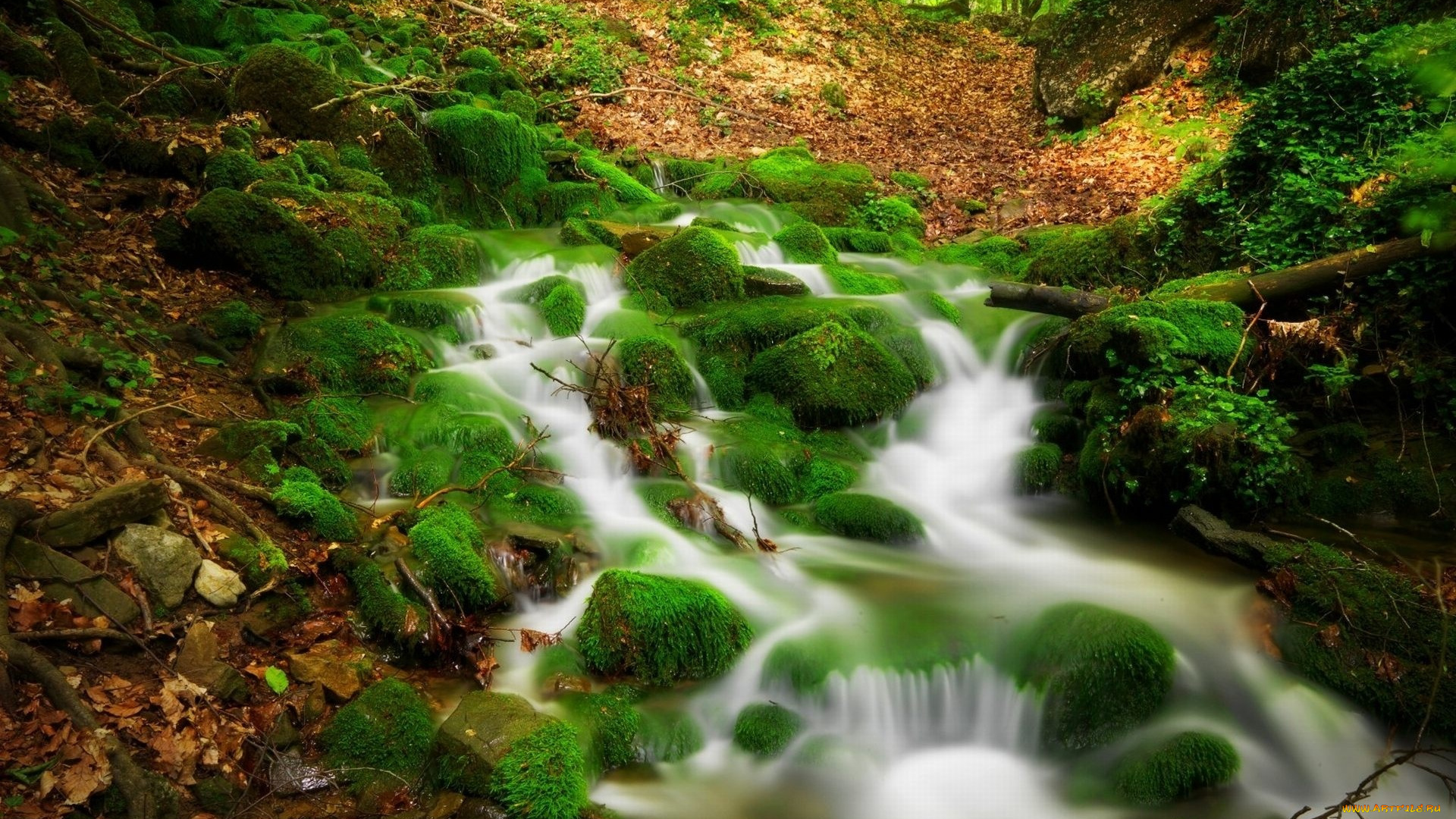 природа, реки, озера, зеленый, мох, опавшие, листья, Чистая, вода, лесной, ручей