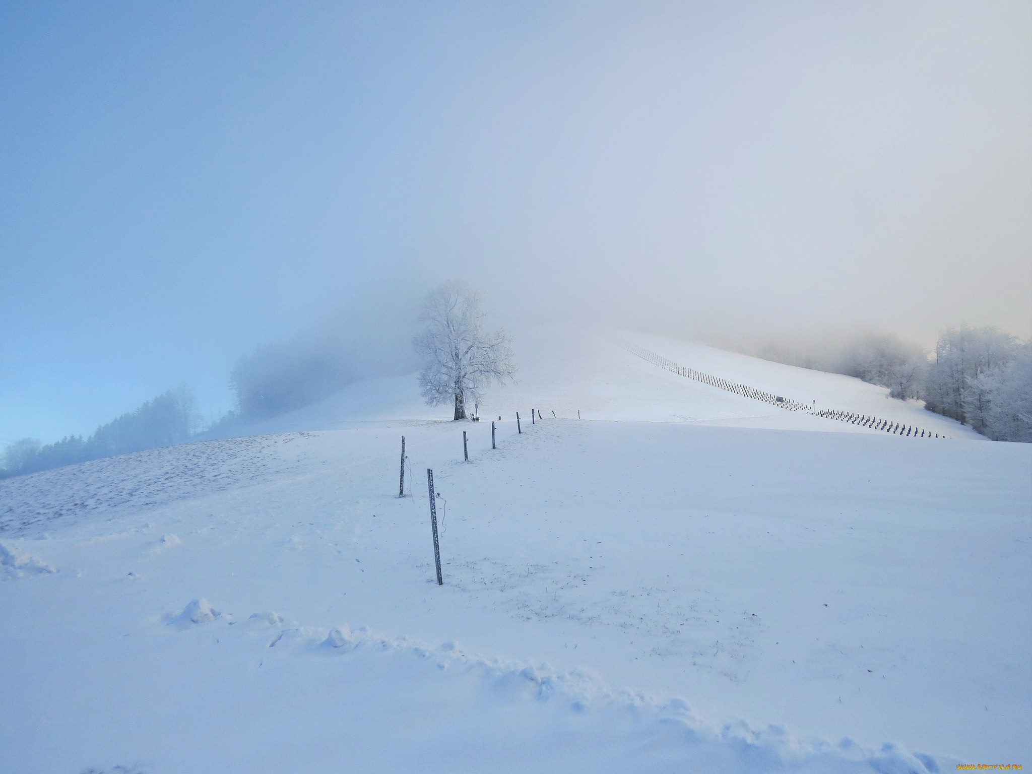 природа, зима, снег, дерево