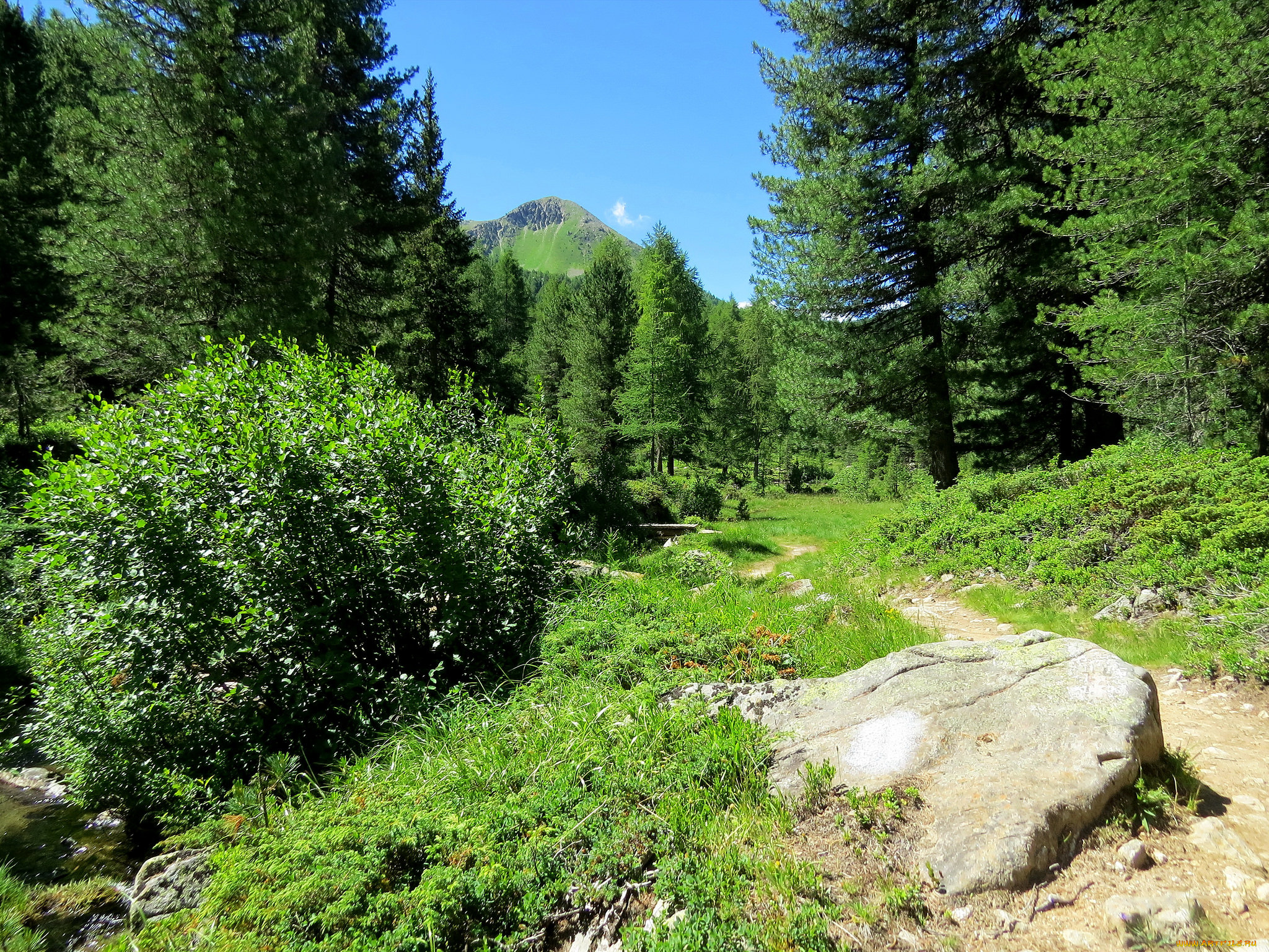 природа, горы, лес