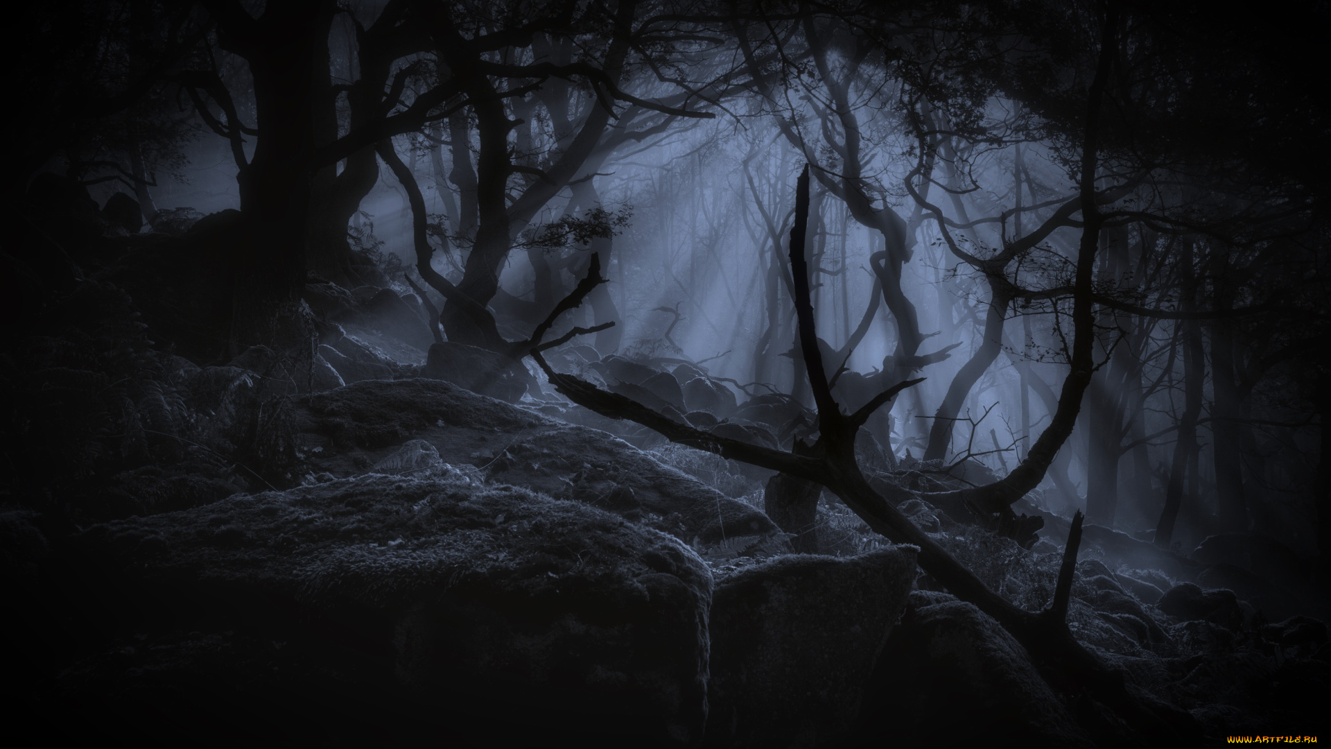 природа, лес, ночь