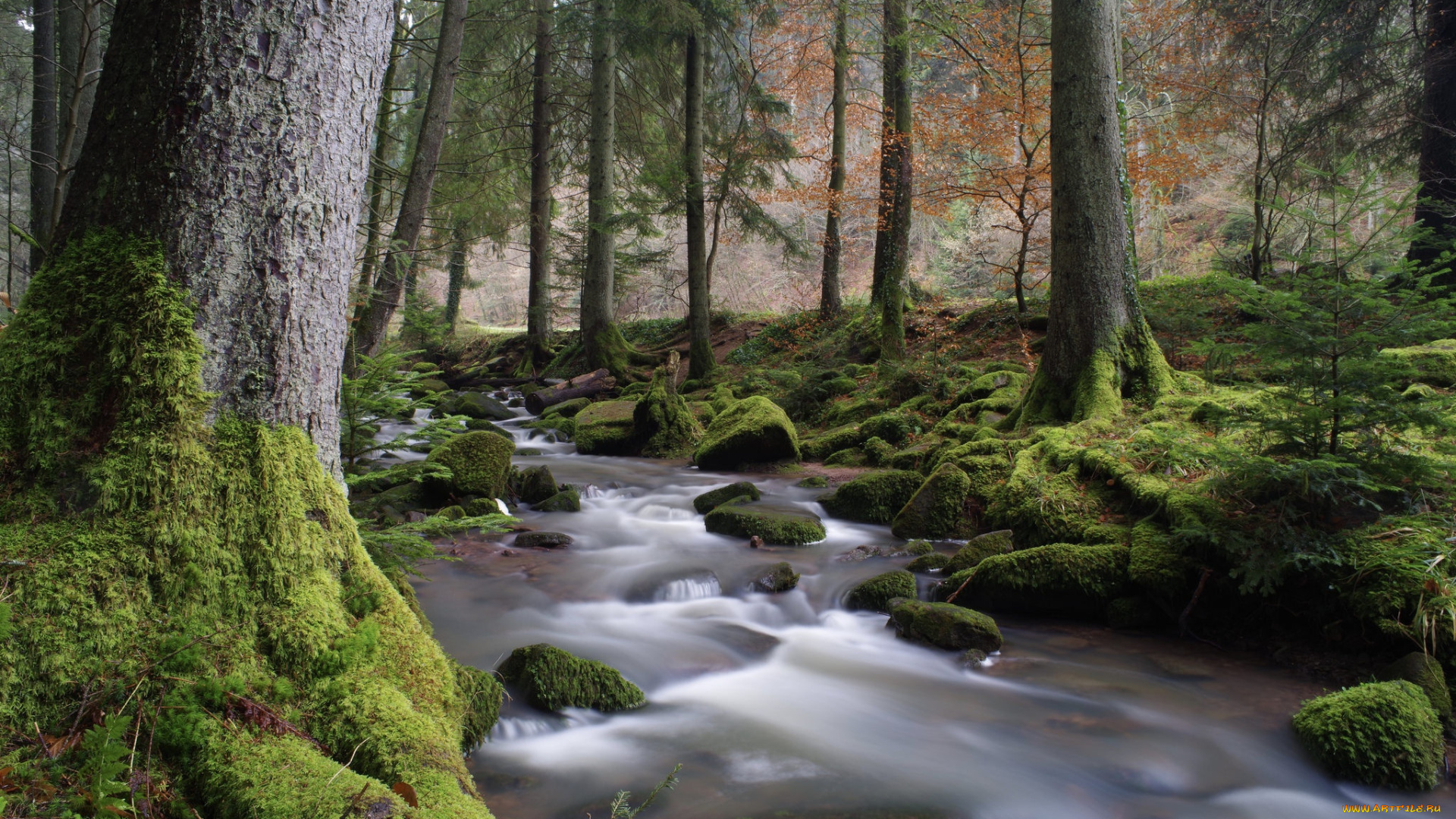 природа, реки, озера, деревья, лес, река, поток