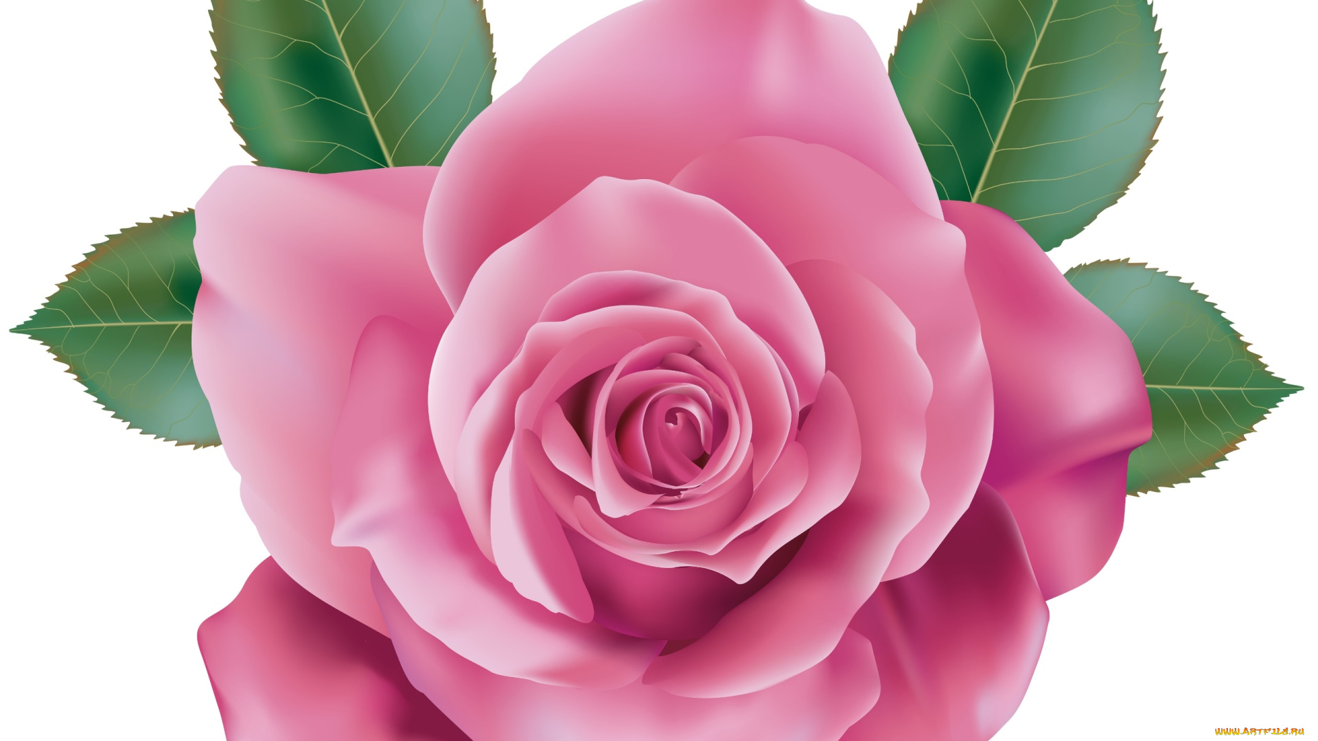 векторная, графика, цветы, , flowers, фон, цветы, роза