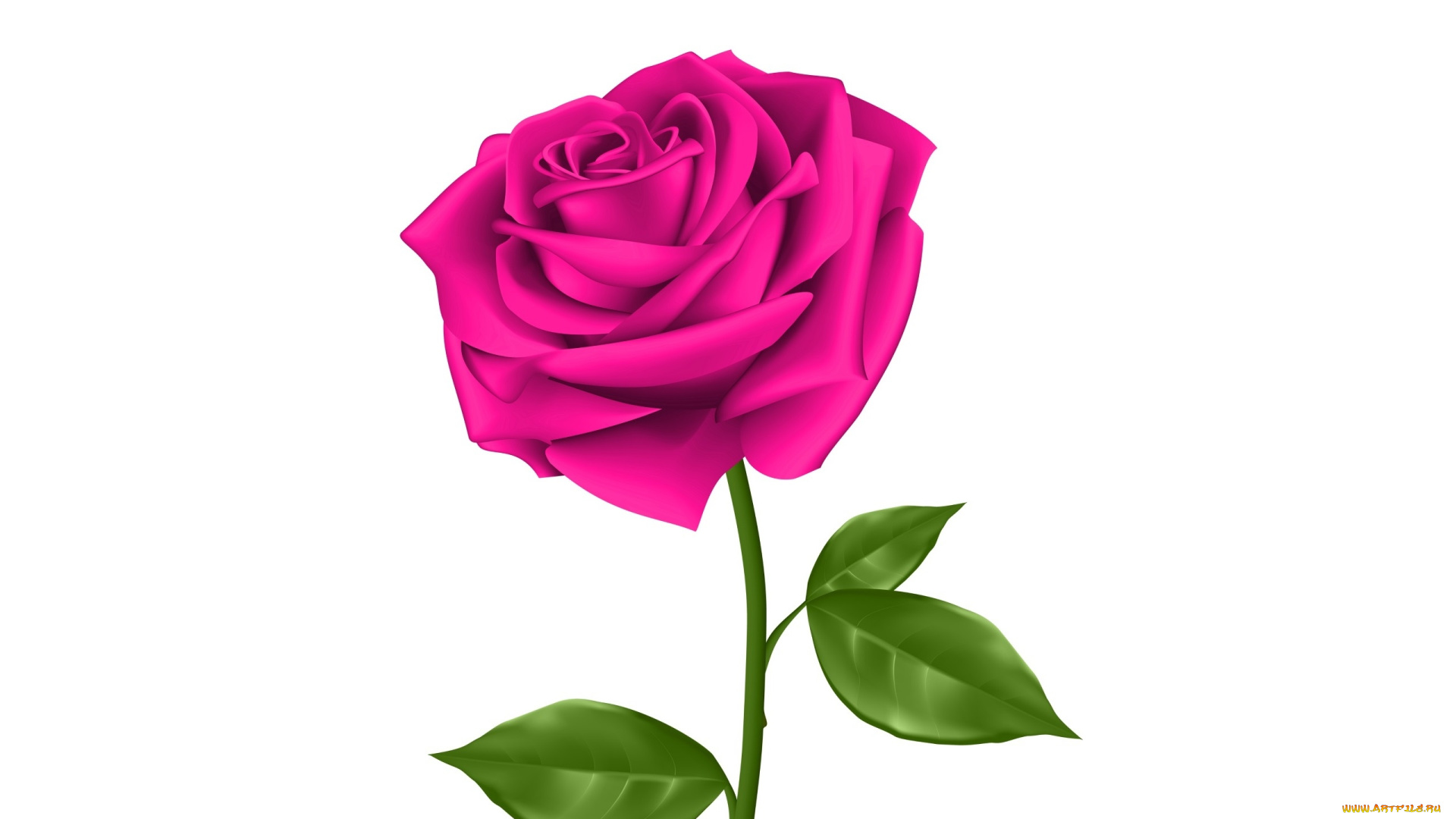 векторная, графика, цветы, , flowers, фон, цветы, роза