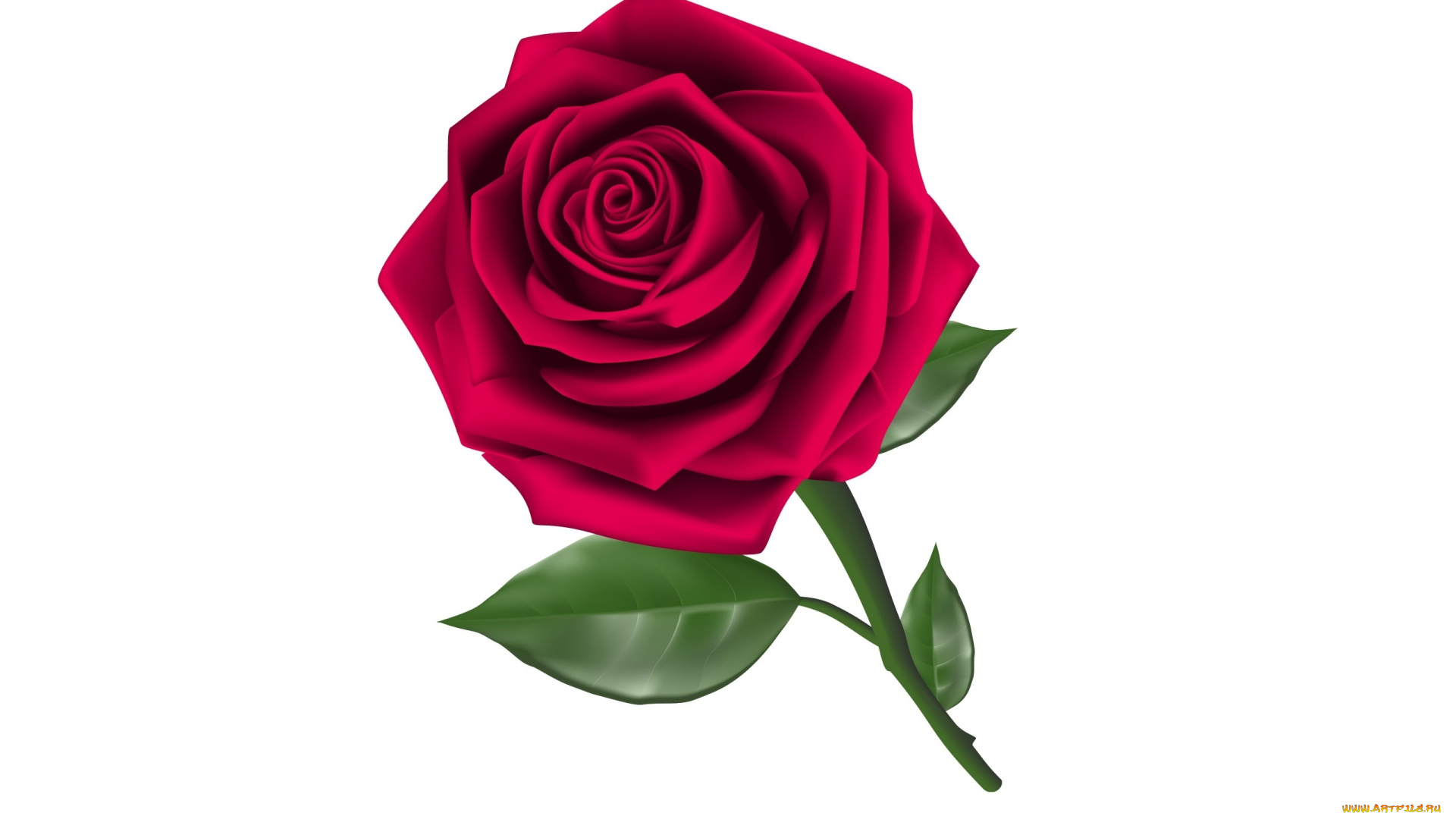 векторная, графика, цветы, , flowers, фон, цветы, роза