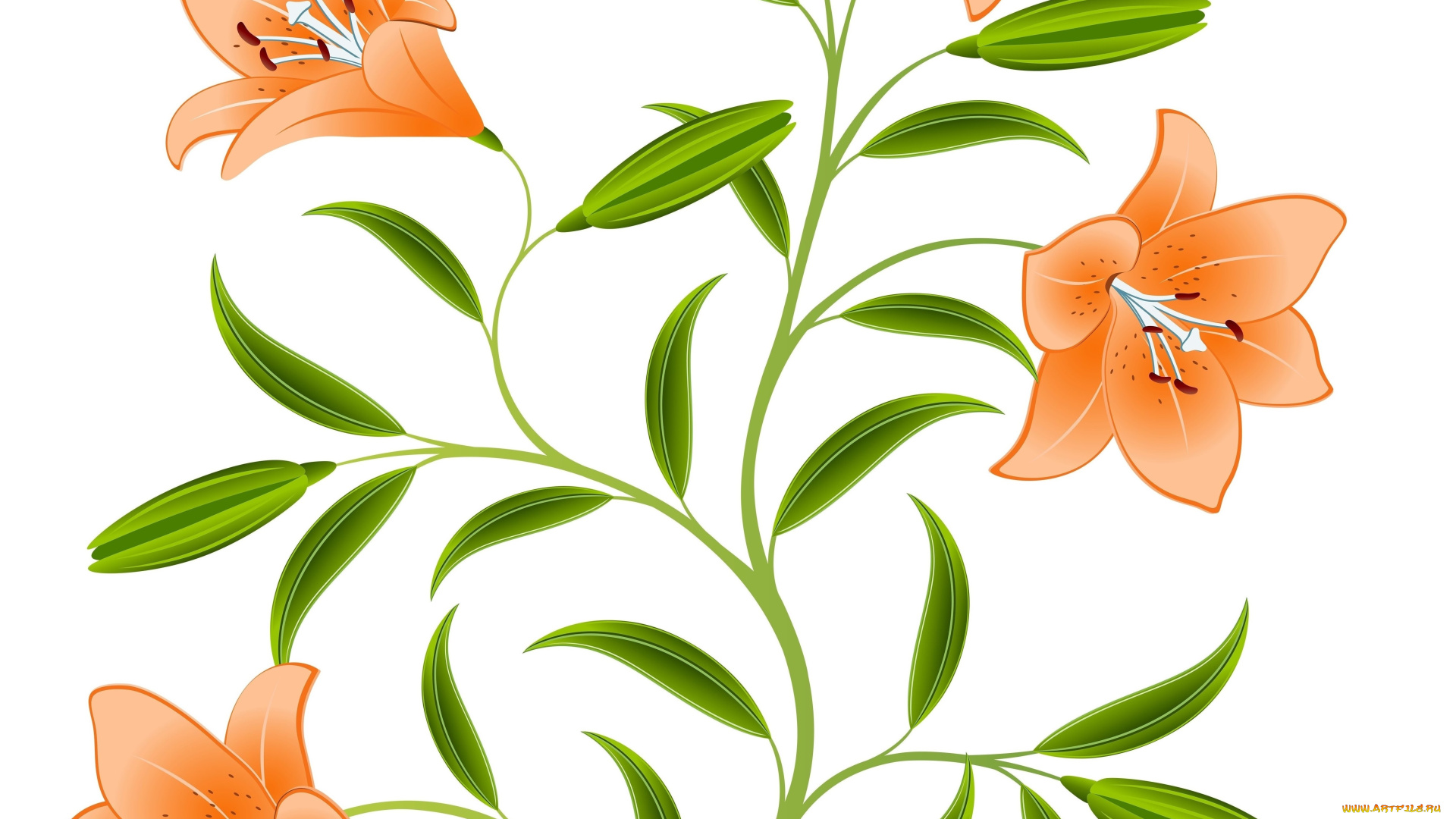 векторная, графика, цветы, , flowers, лепестки, цветок