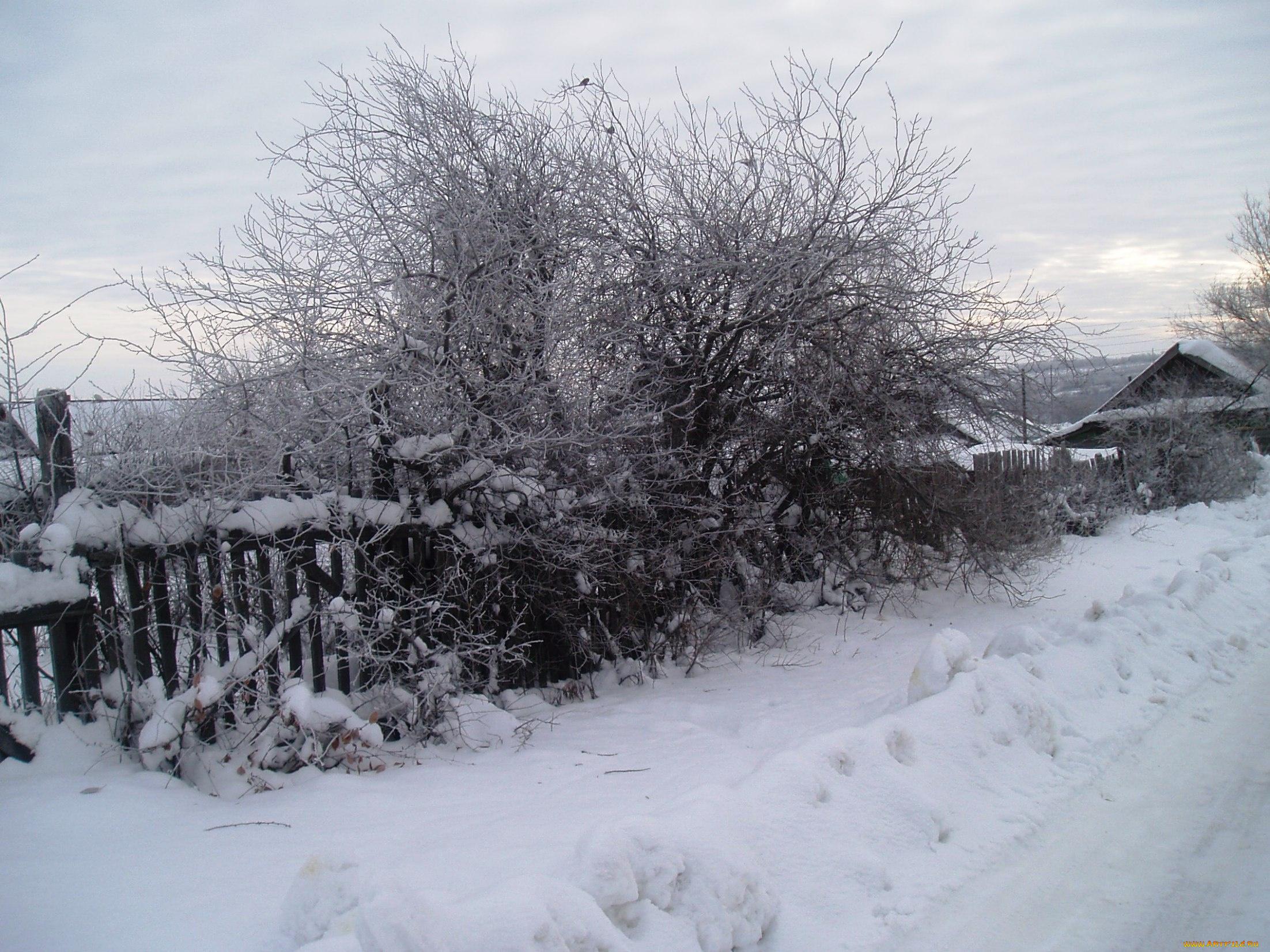 природа, другое, зима