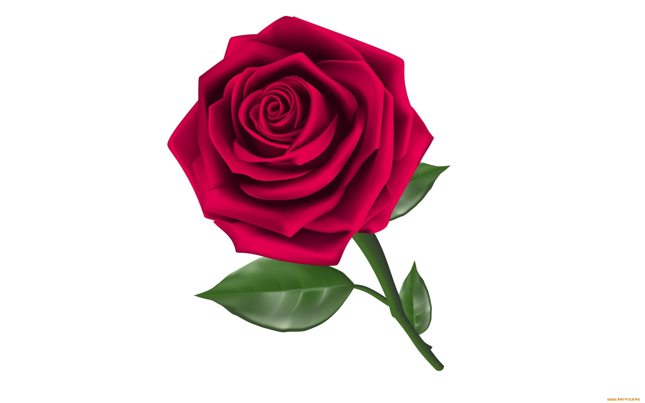 векторная, графика, цветы, , flowers, фон, цветы, роза