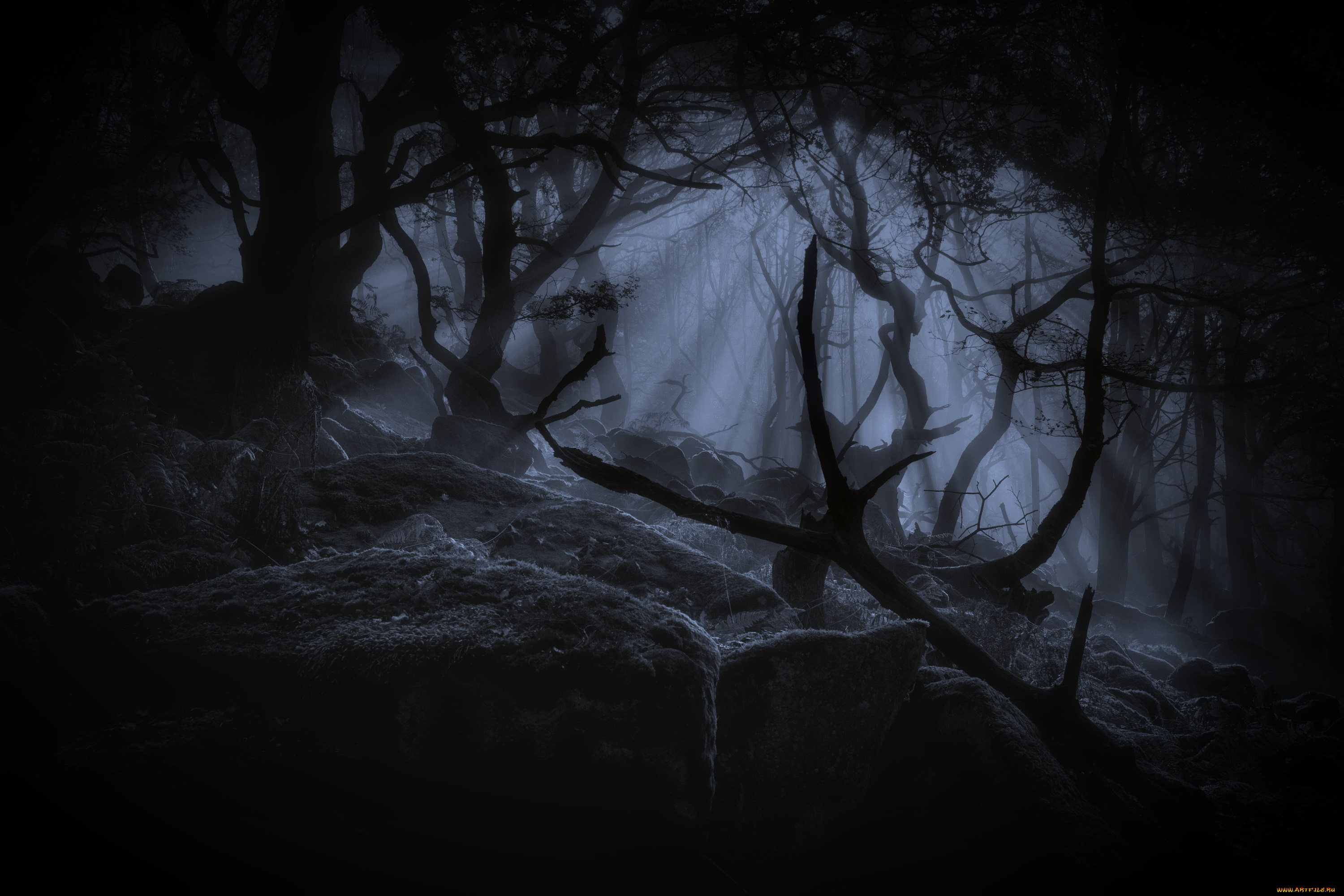 природа, лес, ночь