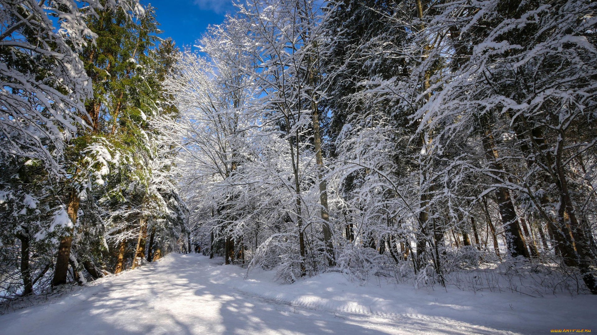 природа, зима, снег, деревья