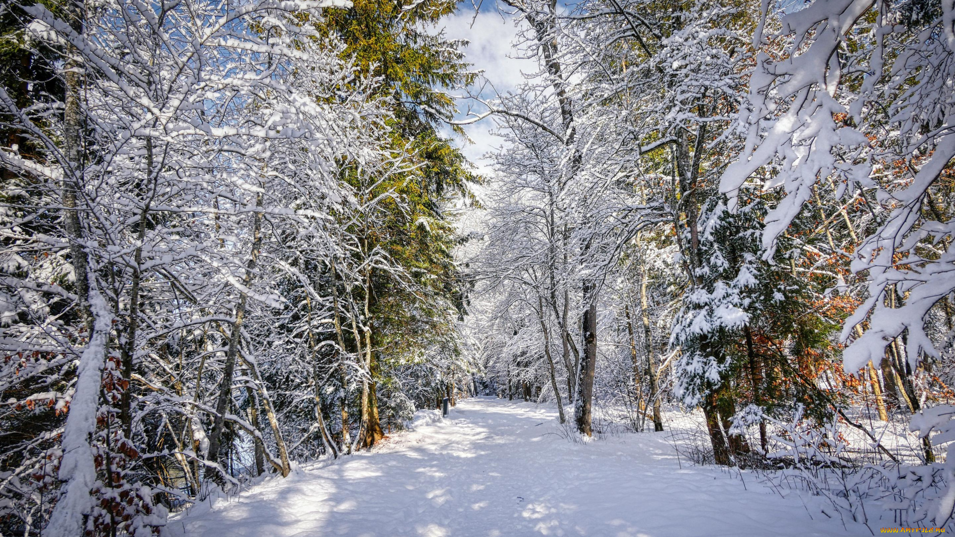 природа, зима, снег, деревья