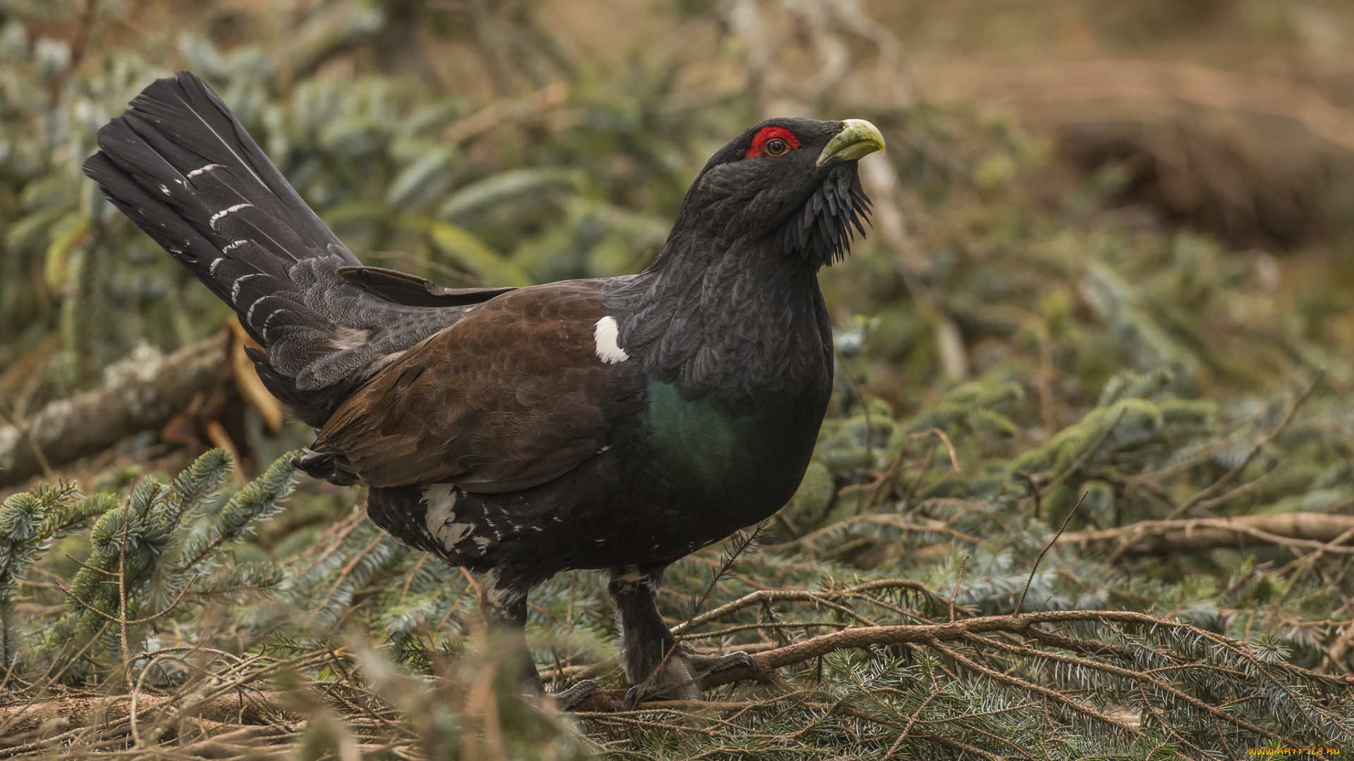 животные, глухари, , тетерева, птичка