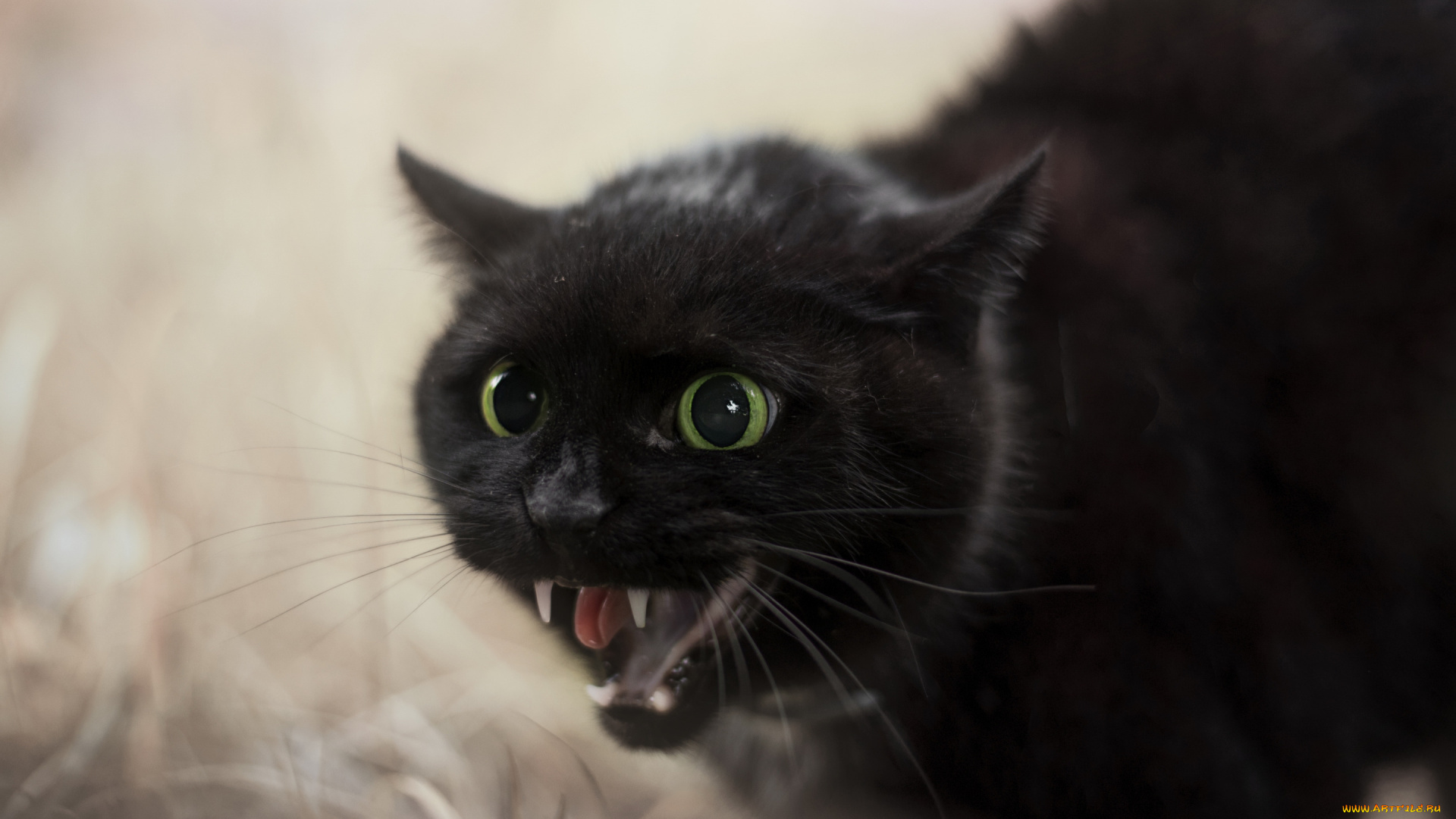 животные, коты, киса