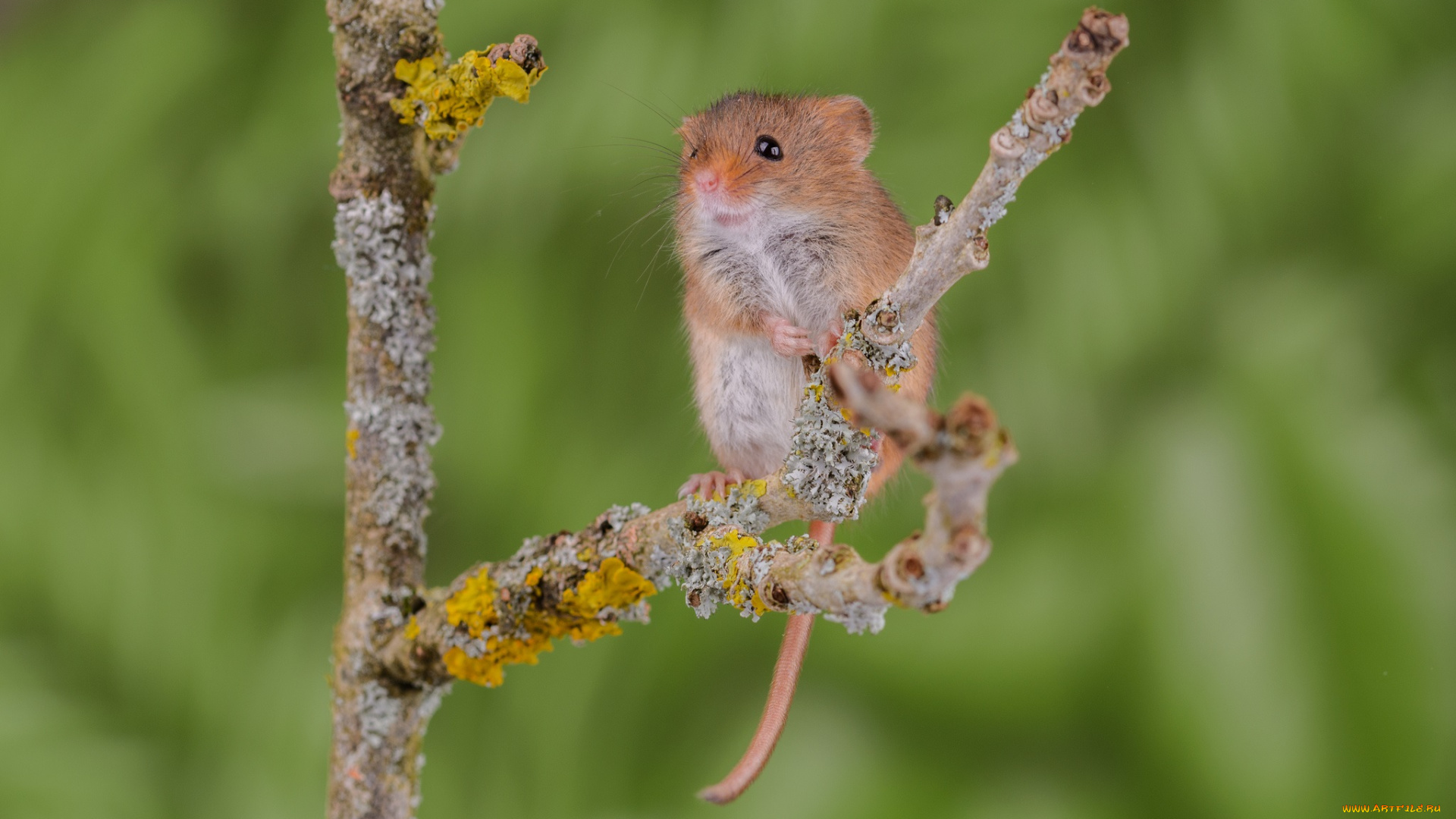 животные, крысы, , мыши, мышка