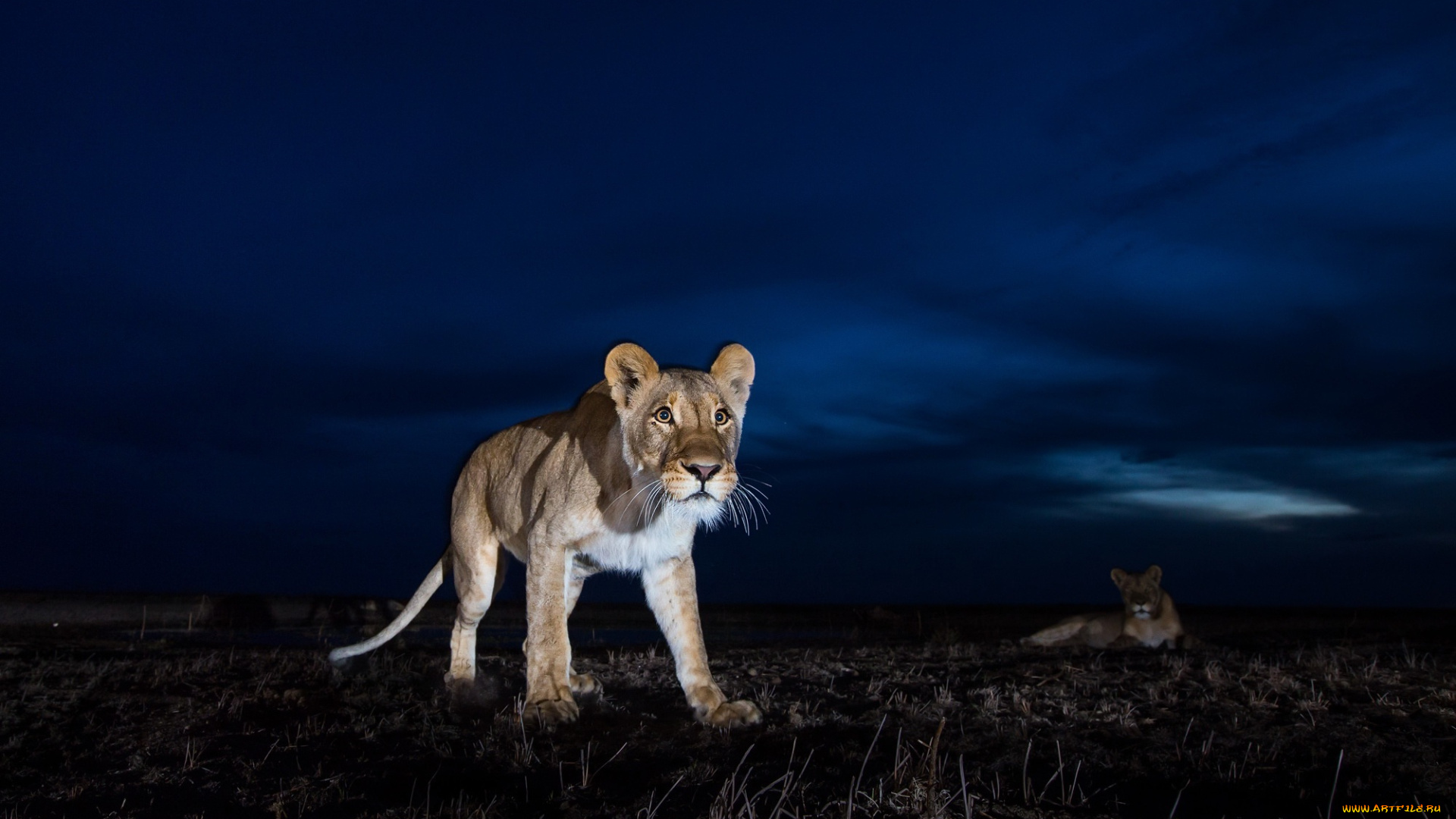 животные, львы, звери, ночь
