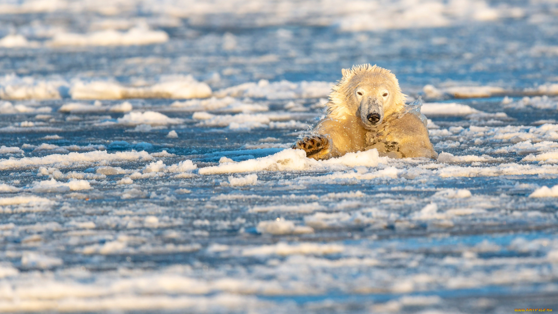 животные, медведи, северный, полюс