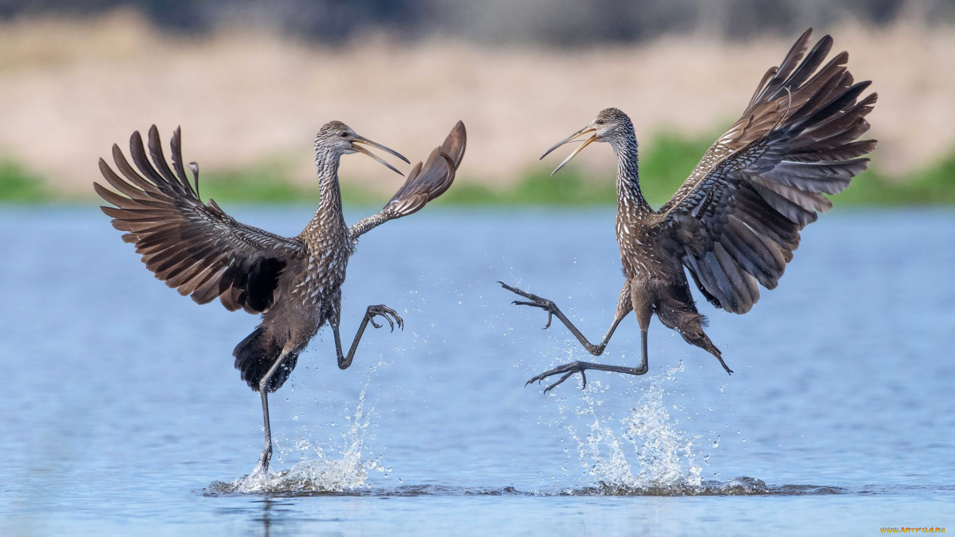 животные, птицы, клюв, танец, пара, крылья