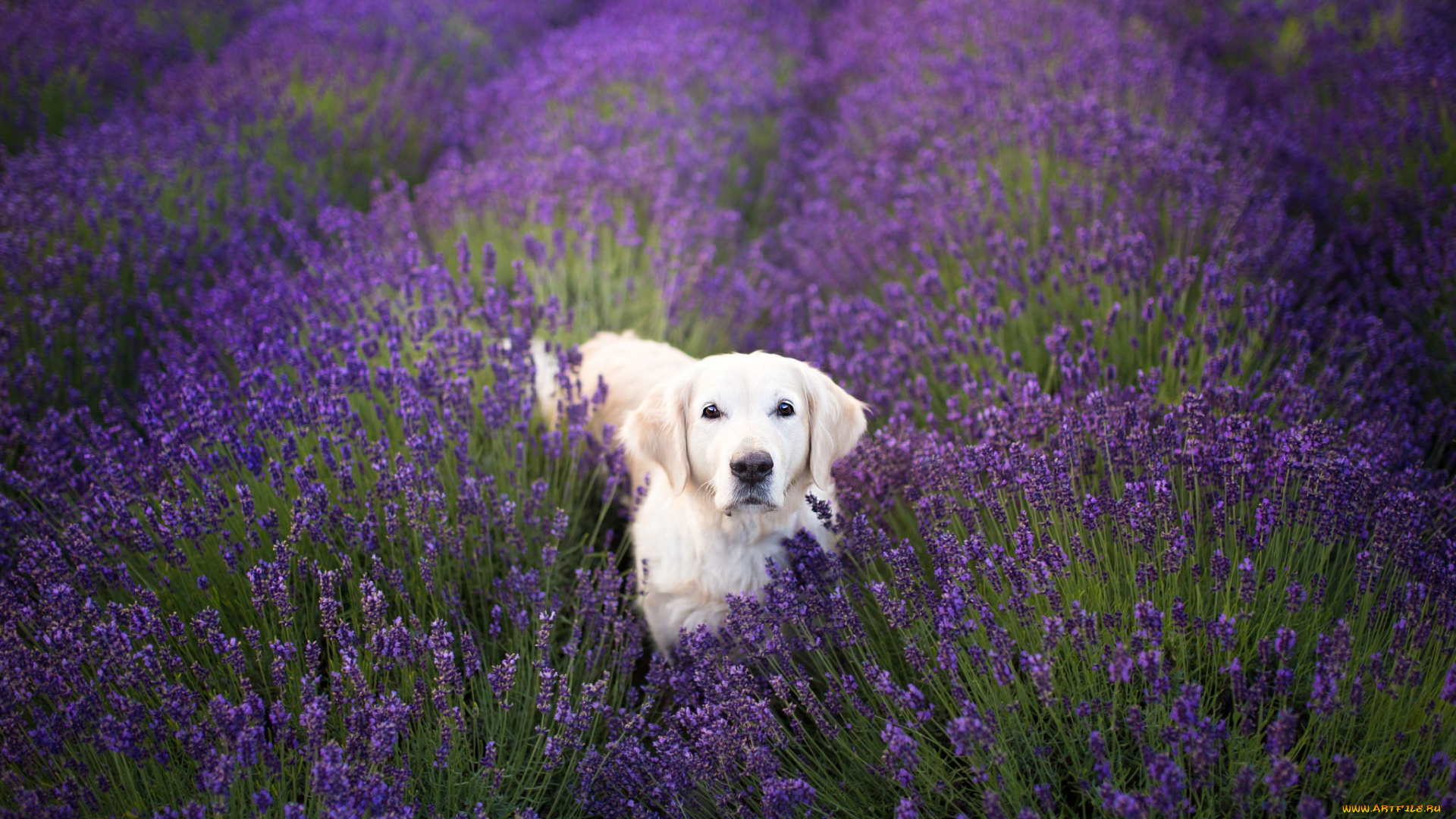 животные, собаки, фон, взгляд, собака