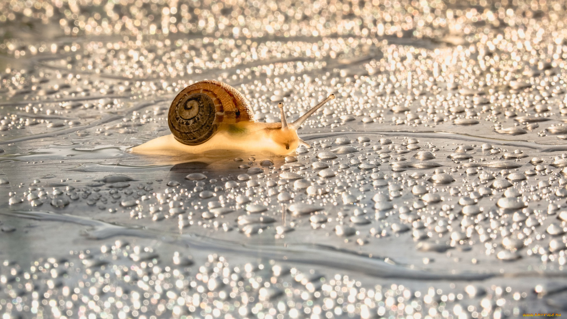 животные, улитки, ползет