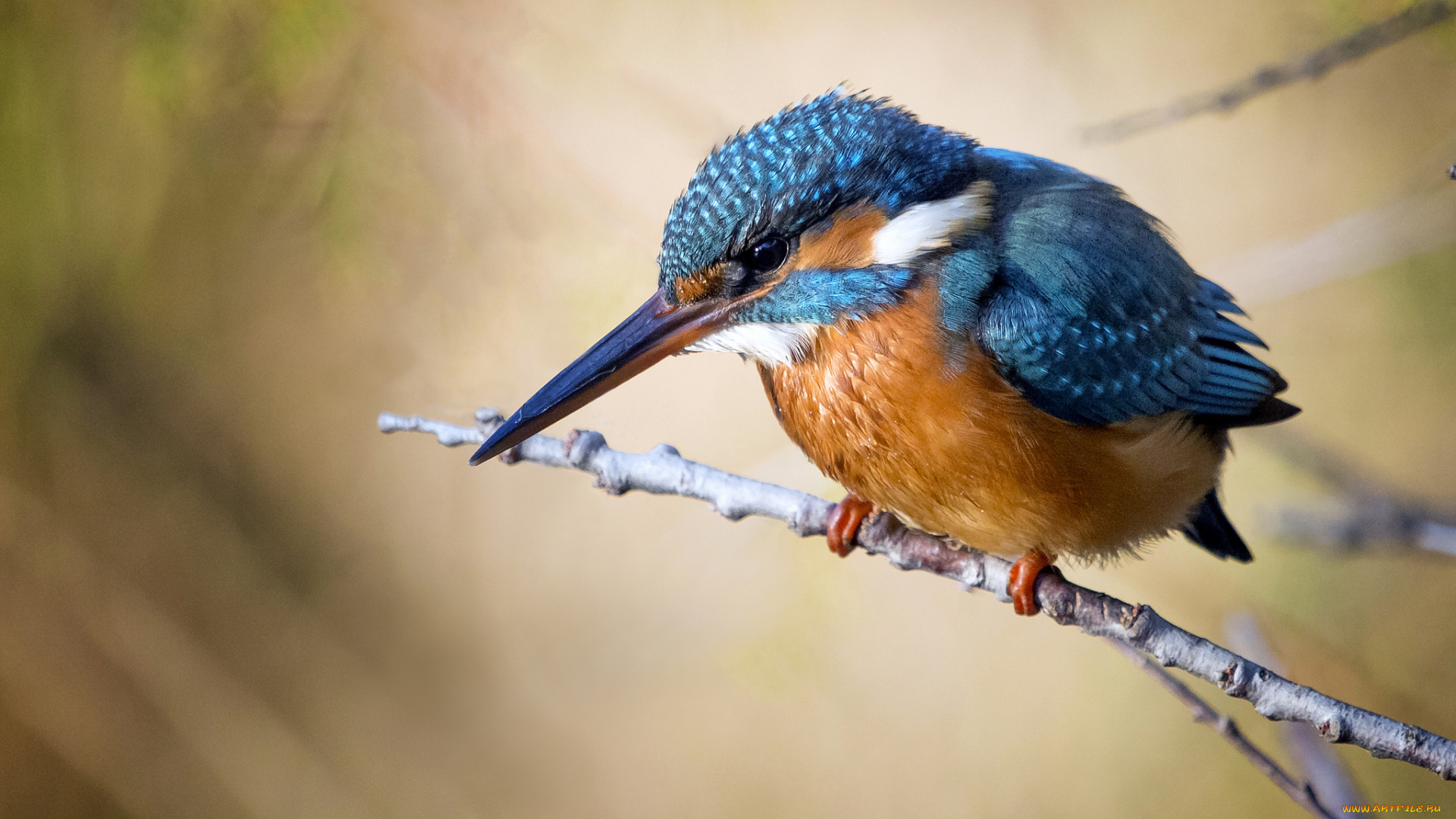 животные, зимородки, птичка