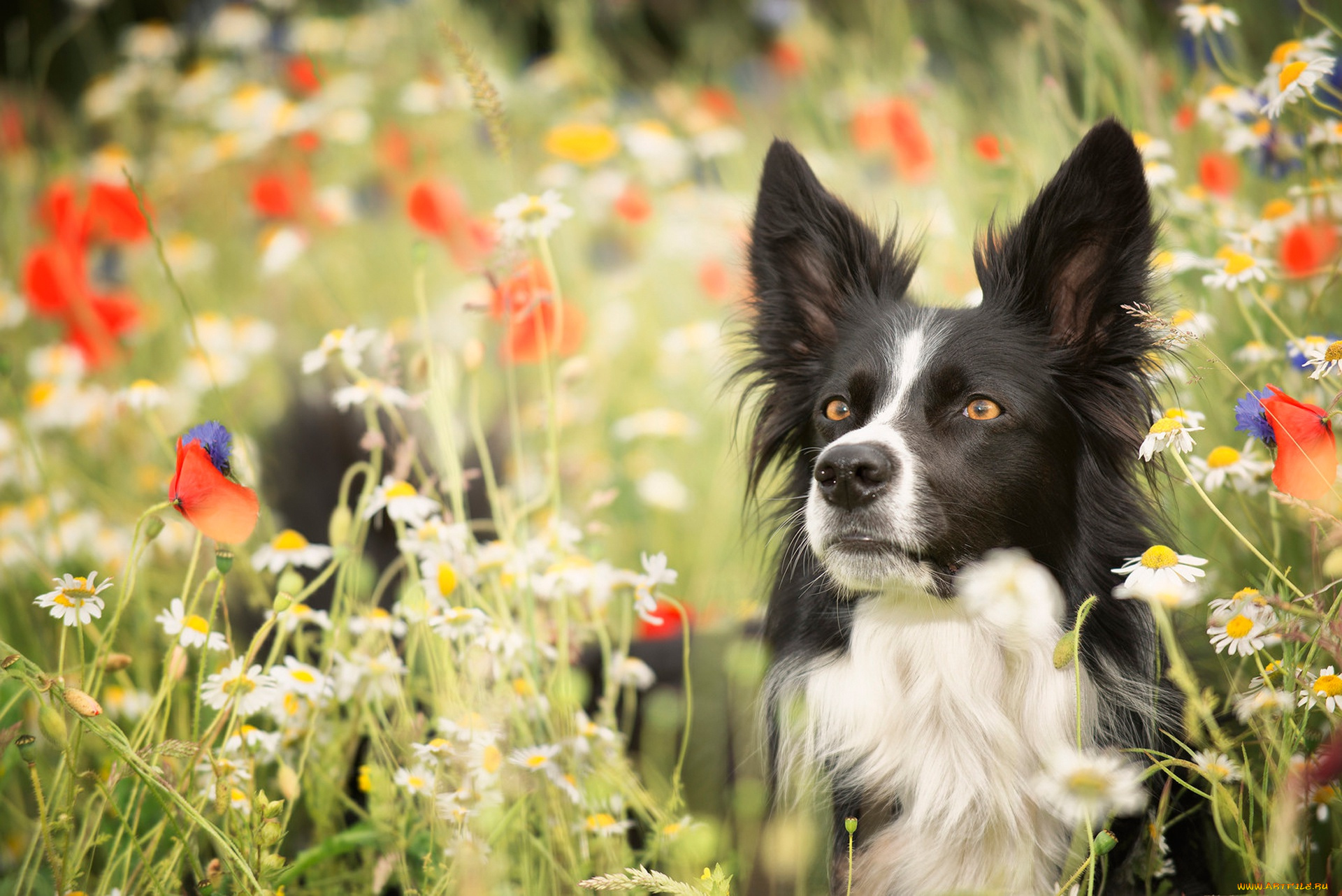 животные, собаки, фон, взгляд, собака