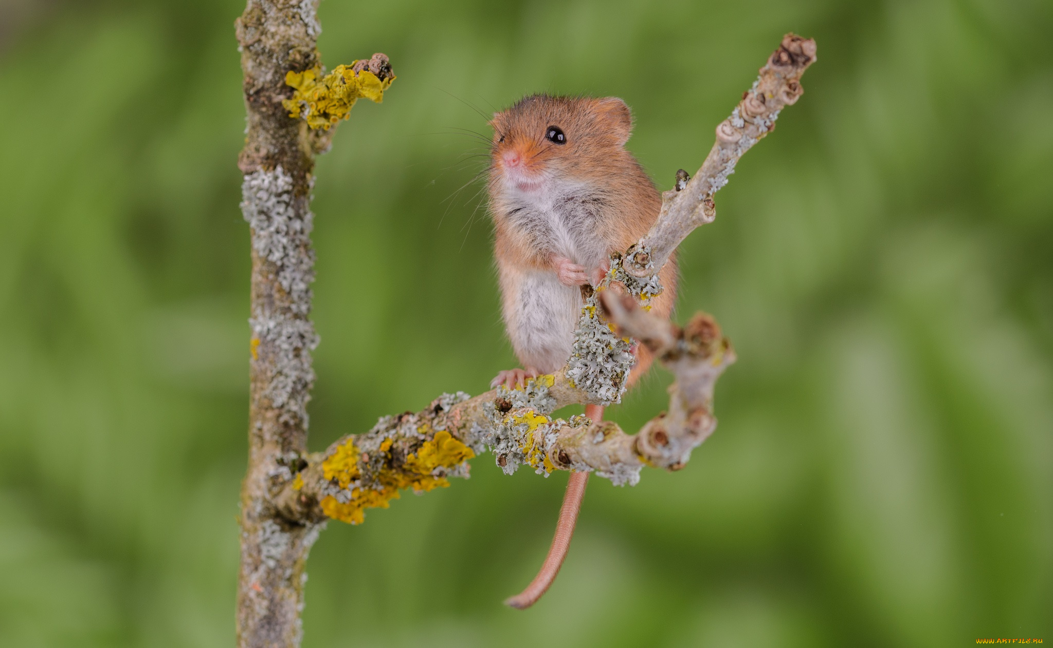 животные, крысы, , мыши, мышка