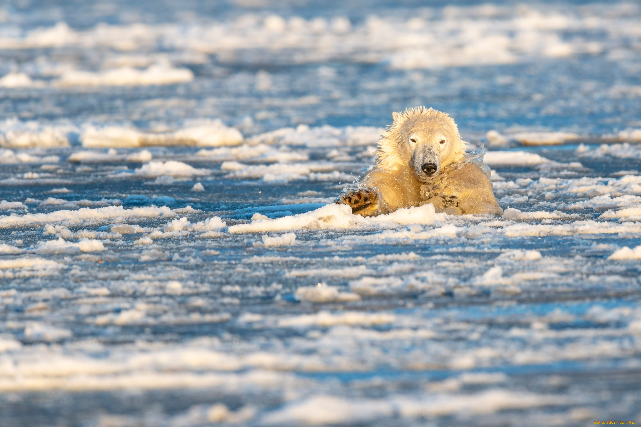 животные, медведи, северный, полюс