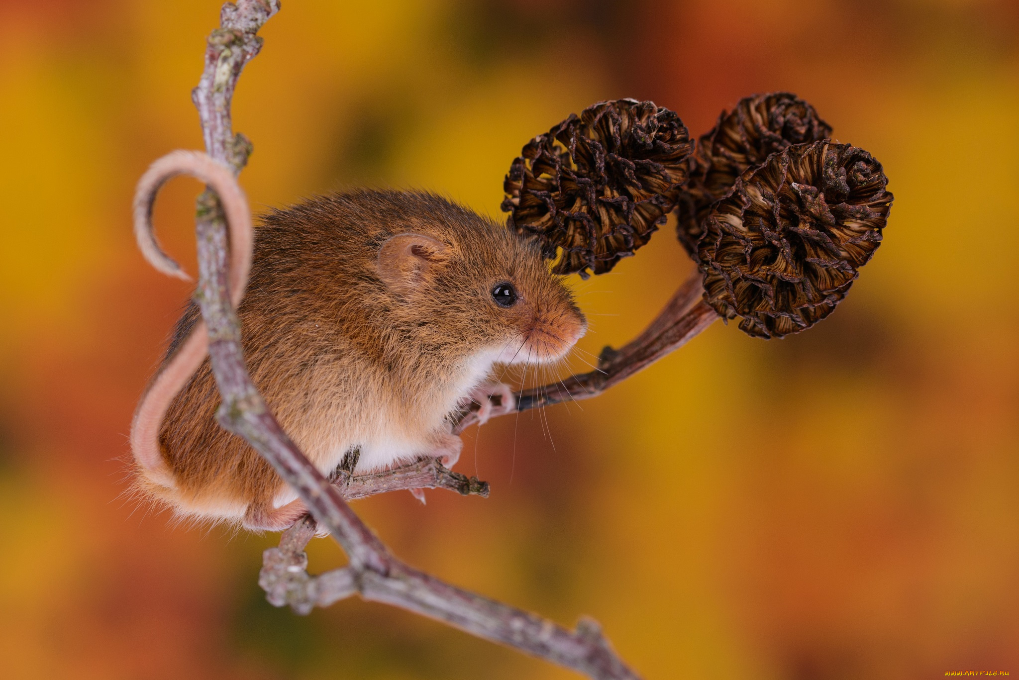 животные, крысы, , мыши, мышка
