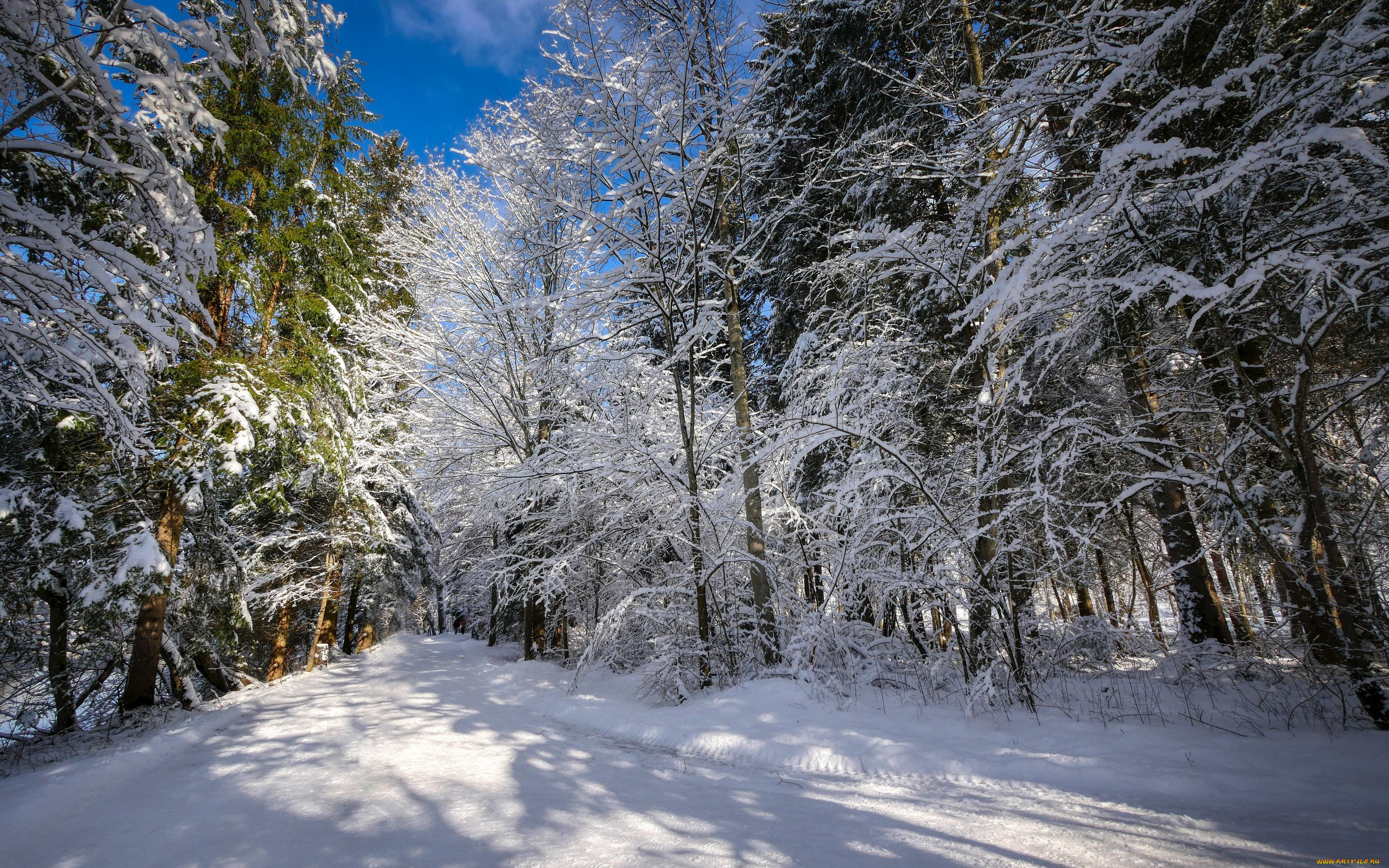природа, зима, снег, деревья