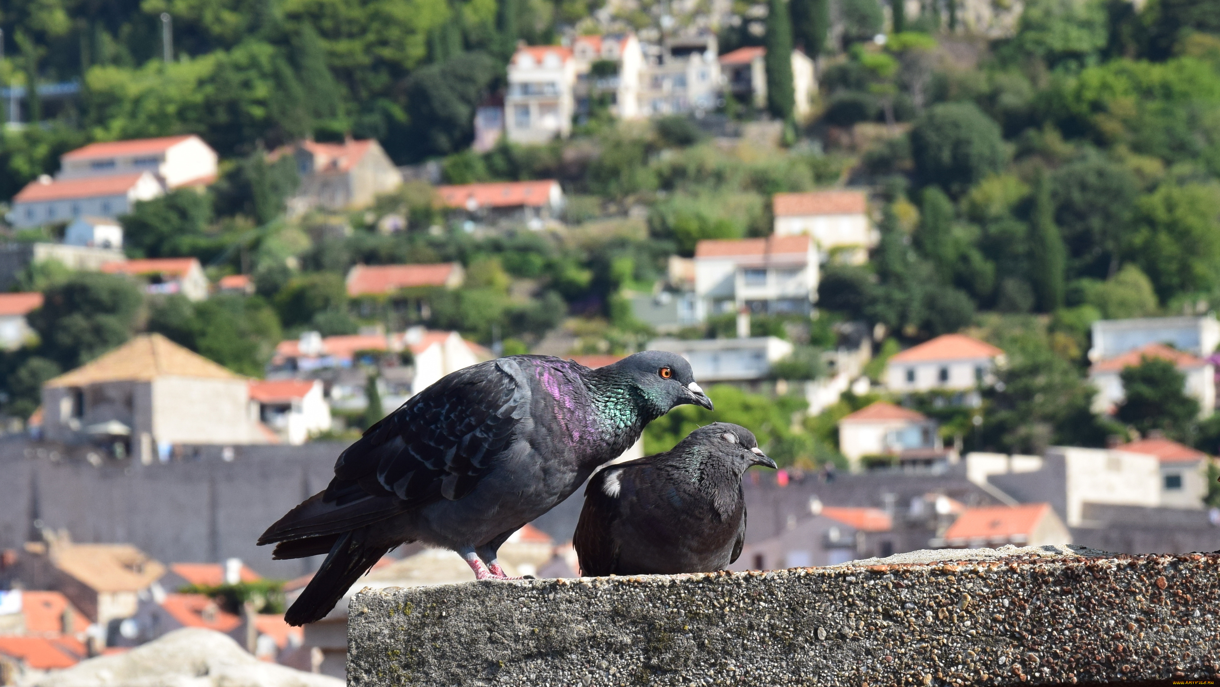 животные, голуби, ласка, птица, двое