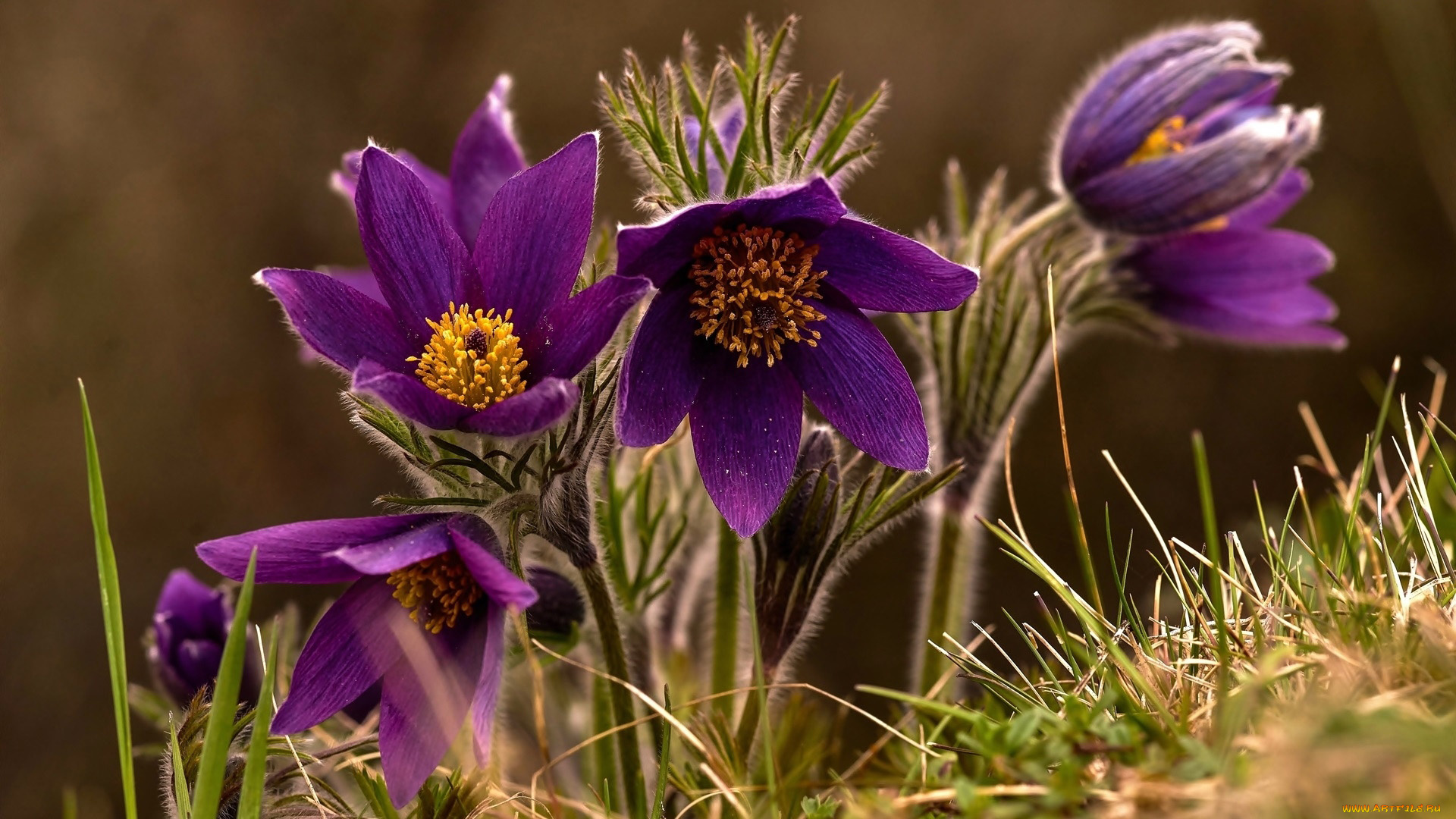 цветы, анемоны, , сон-трава, сон-трава