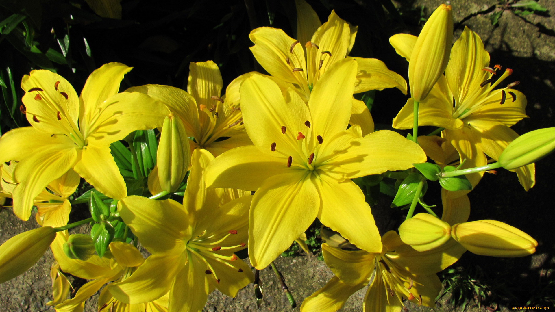цветы, лилии, , лилейники, желтые, куст